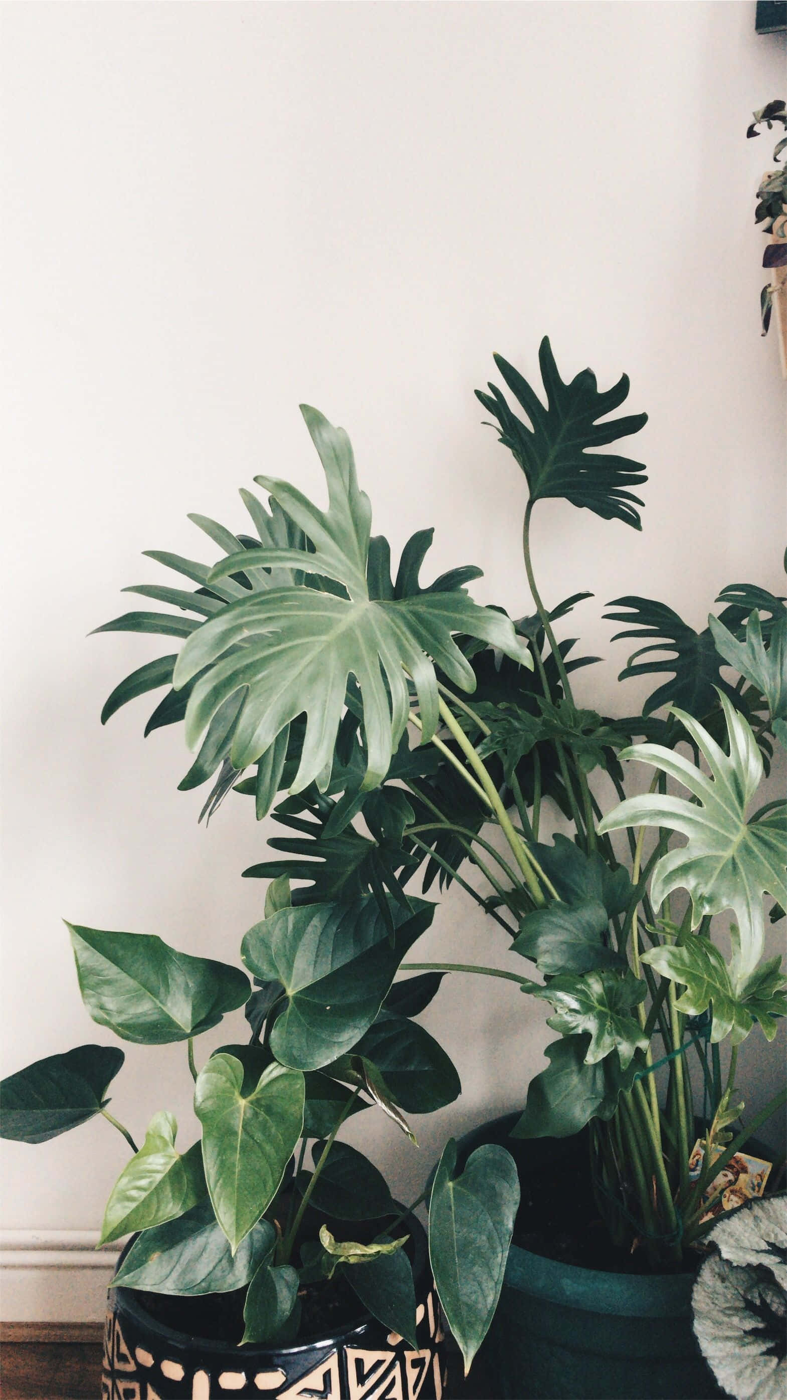 monstera, philodendron, bright indoor corner, 2K Phone Wallpaper