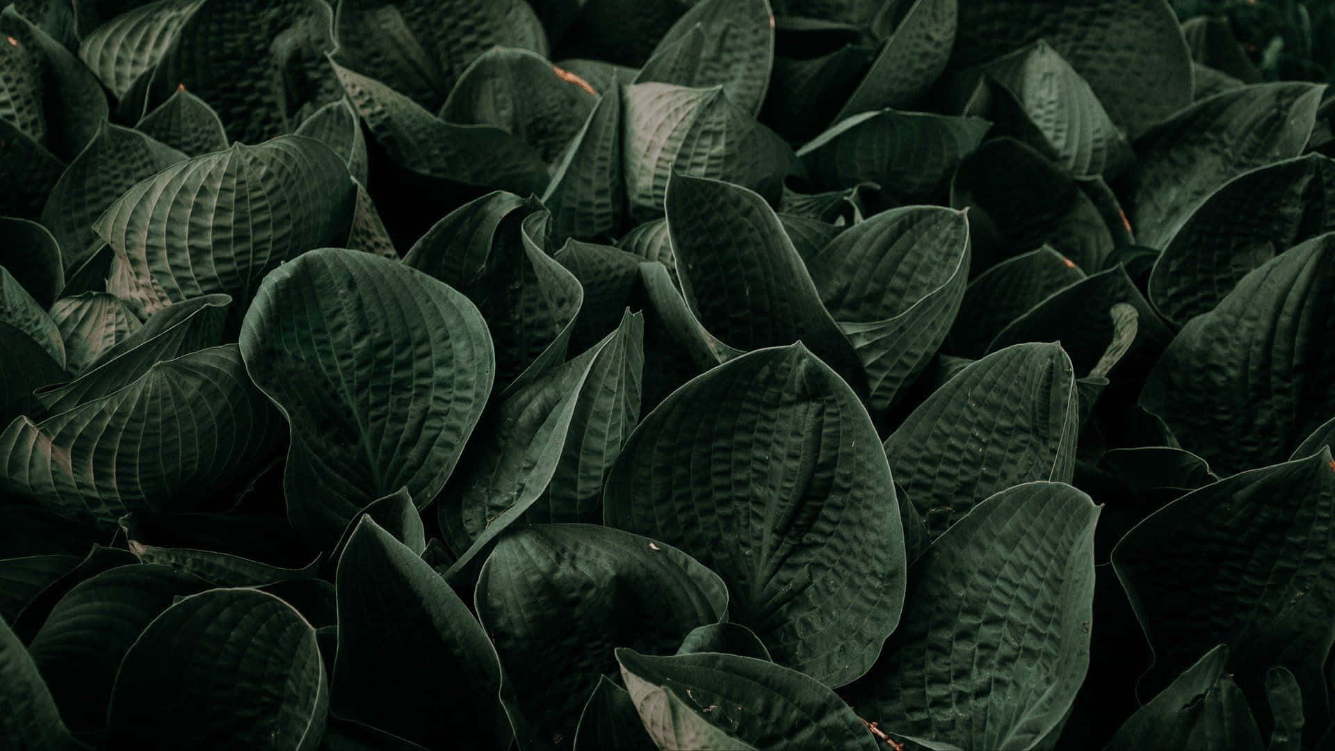 Gray Scale Green Plant Aesthetic, hosta leaves, dark green, Full HD Desktop Wallpaper