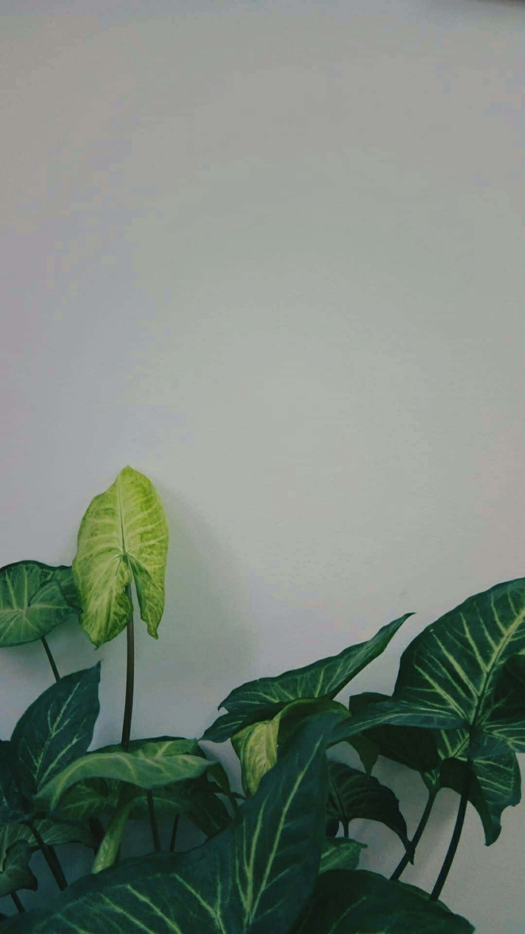 tropical houseplants, variegated green leaves, off-white wall, Full HD Phone Wallpaper