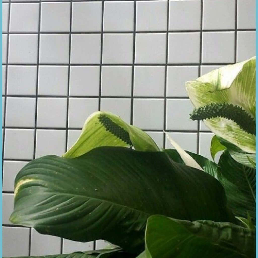 green plant aesthetic, peace lily, white variegation, SD Desktop Wallpaper