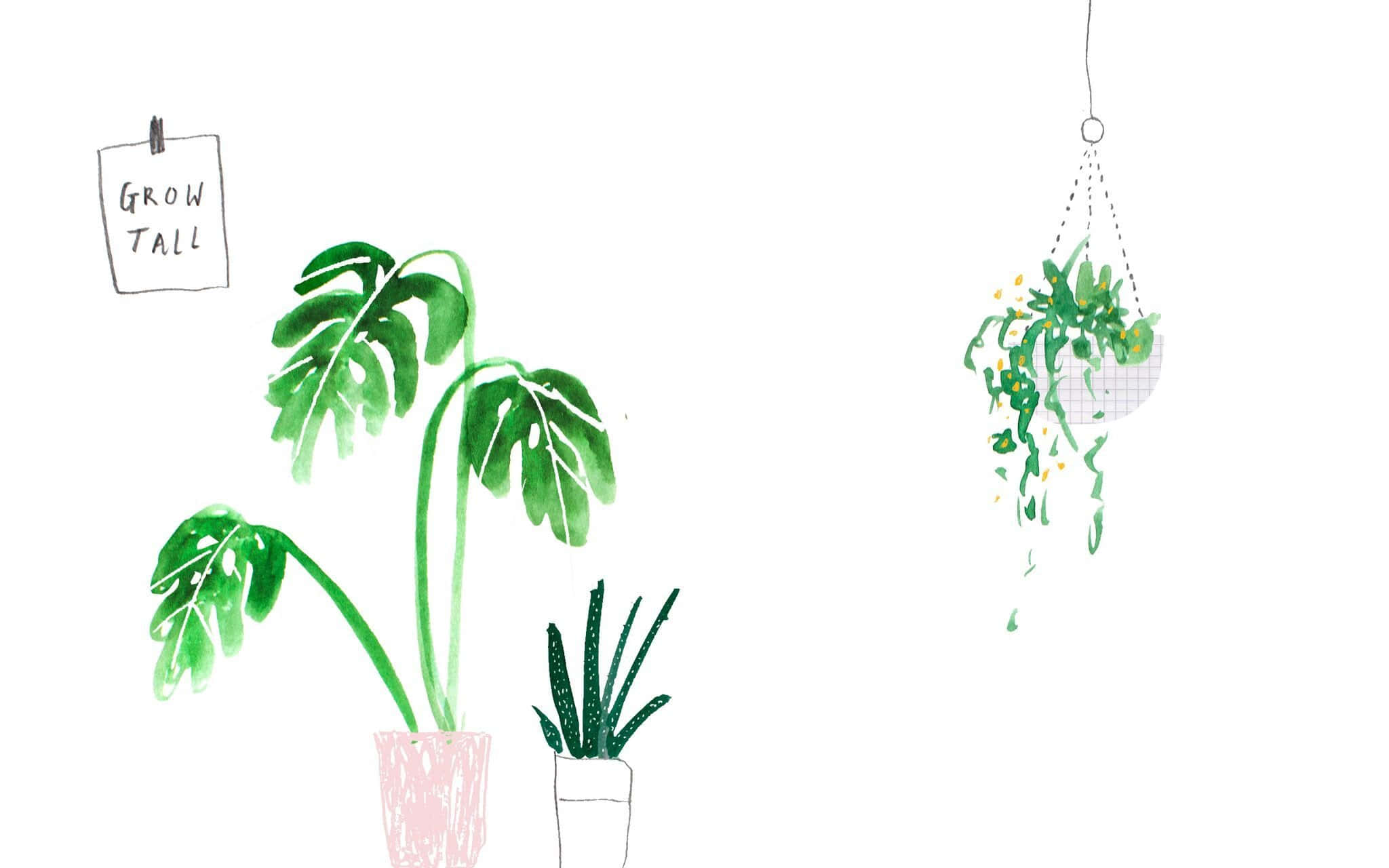 monstera, hanging plants, GROW TALL sign, Full HD Desktop Wallpaper