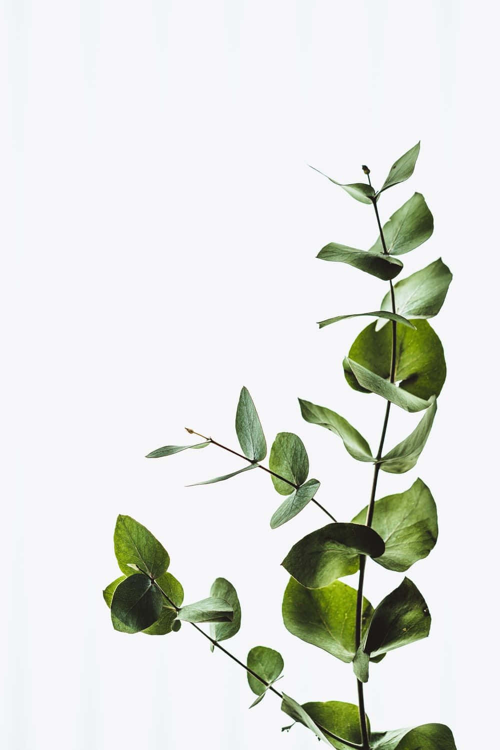 eucalyptus branch, glossy green leaves, soft white background, HD Phone Wallpaper