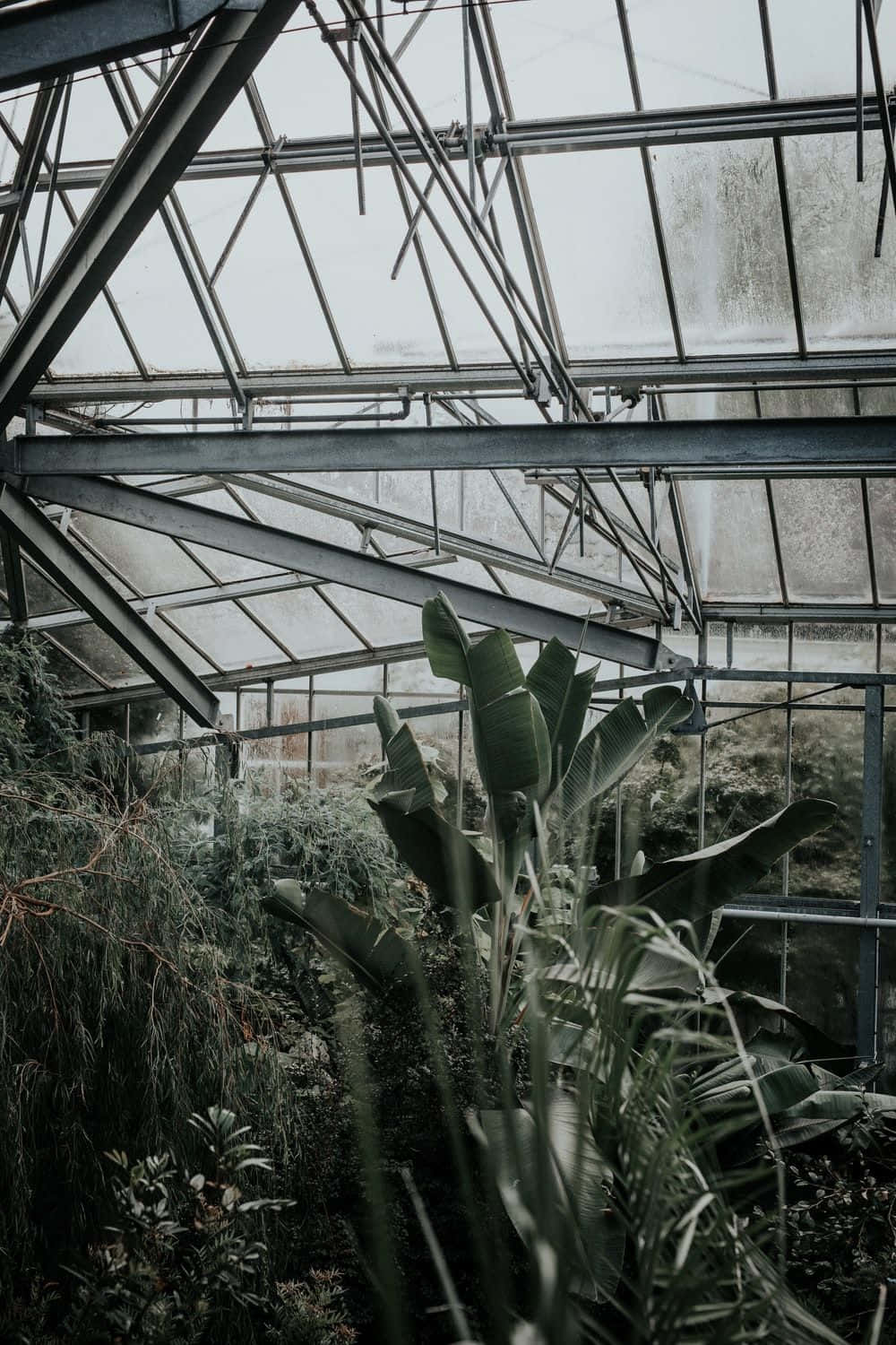 Green Plant Aesthetic, tropical plants, glass and metal greenhouse roof, HD Phone Wallpaper