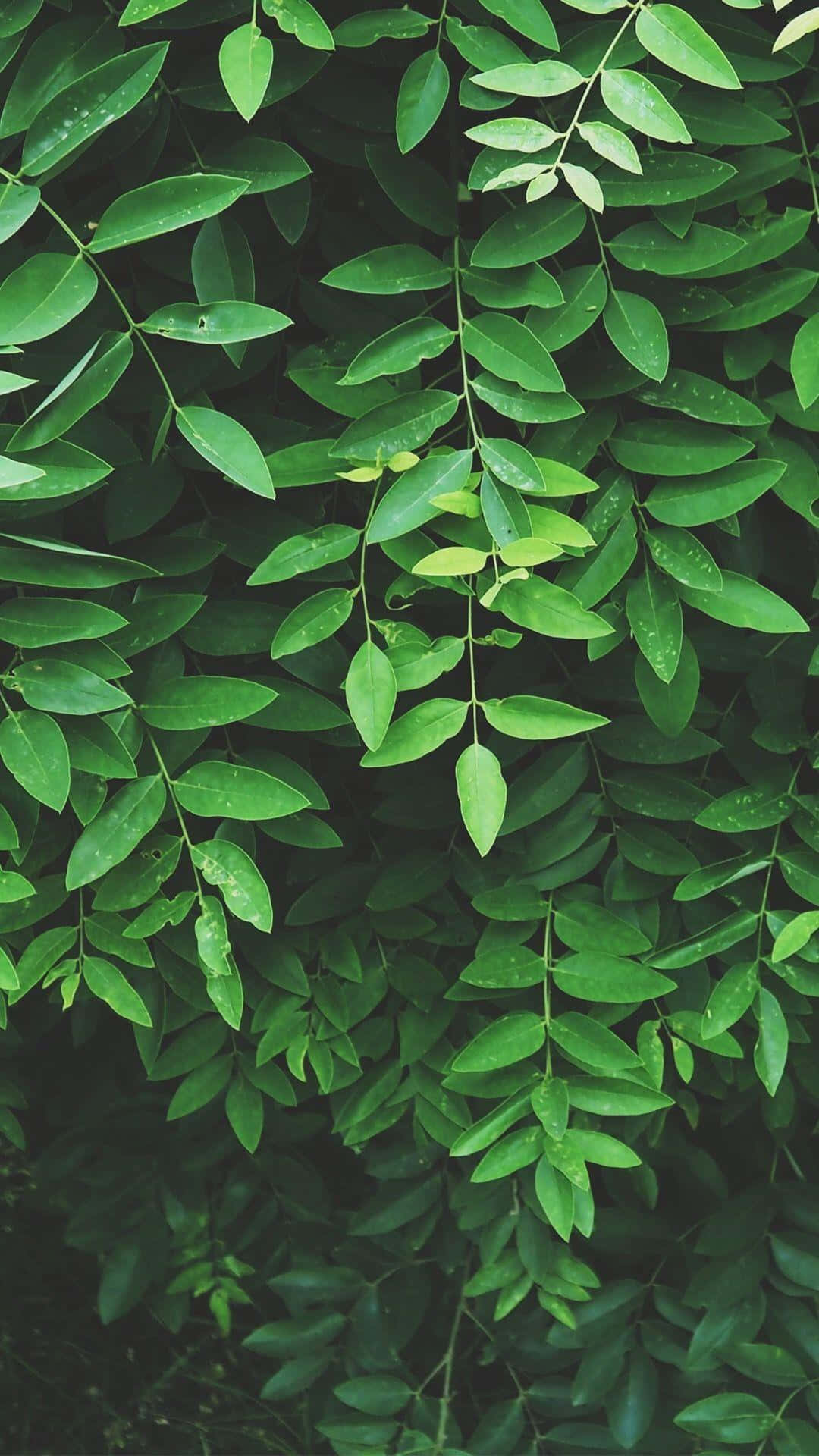 vibrant green leaves, dewdrops, slender stems, Full HD Phone Wallpaper