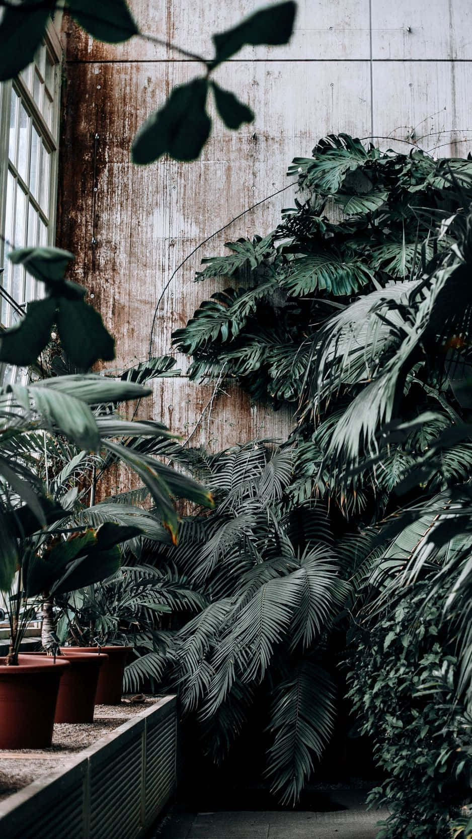 Green Plant Aesthetic, tropical plants, weathered concrete wall, HD Phone Wallpaper