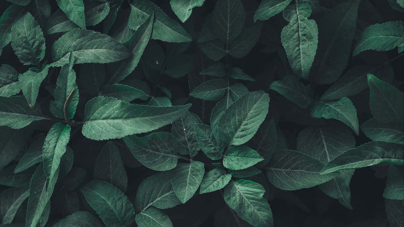 Green Plant Aesthetic, dark green leaves, visible veins, HD Desktop Wallpaper