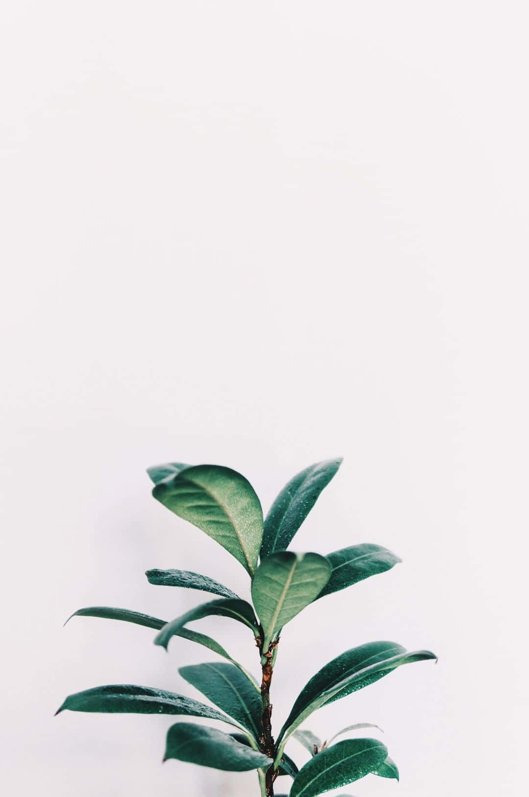 green plant aesthetic, single green leafy plant, stark white background, HD Phone Wallpaper