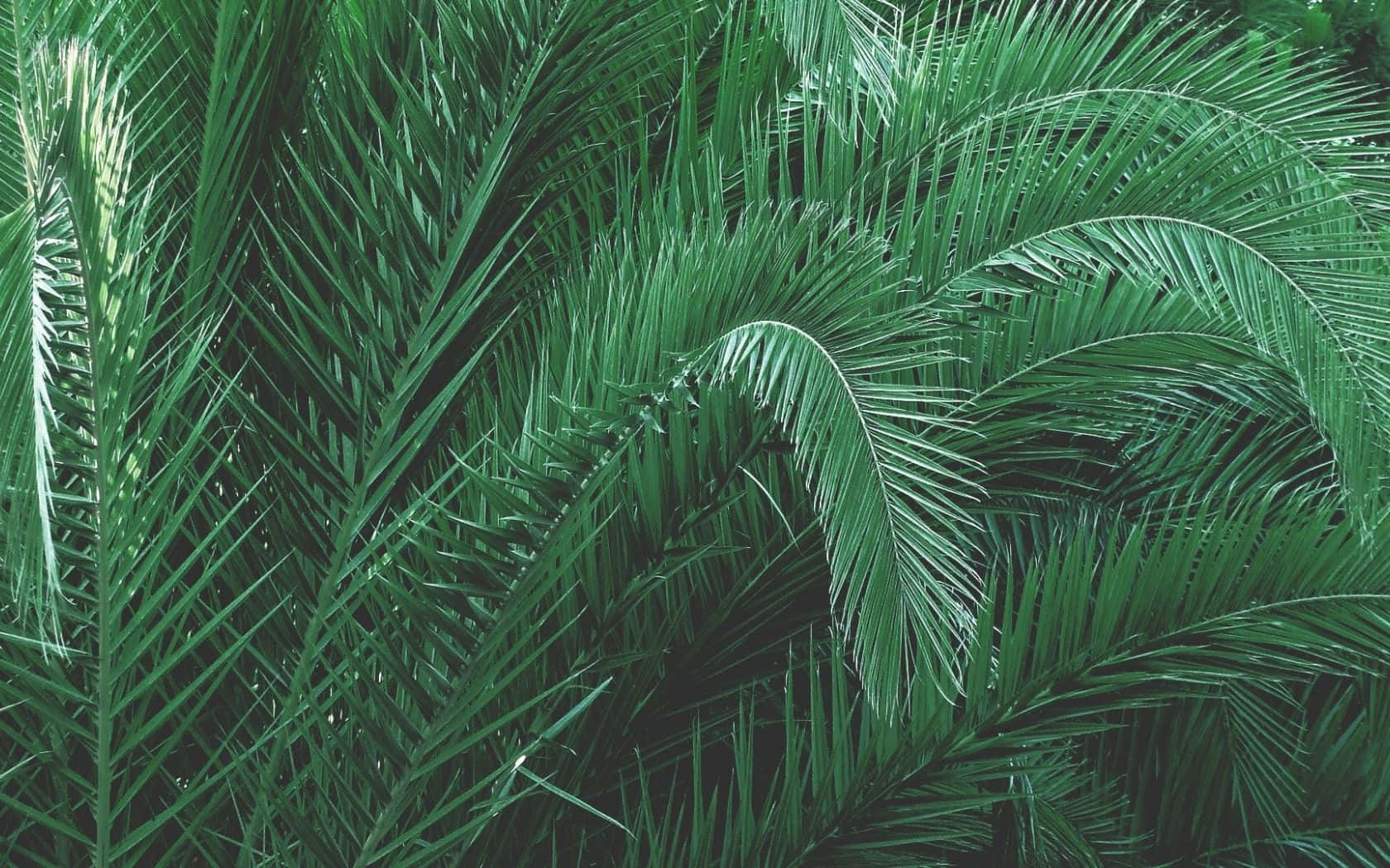 Green Plant Aesthetic, lush green palm fronds, sharp pointed leaves, HD Desktop Wallpaper