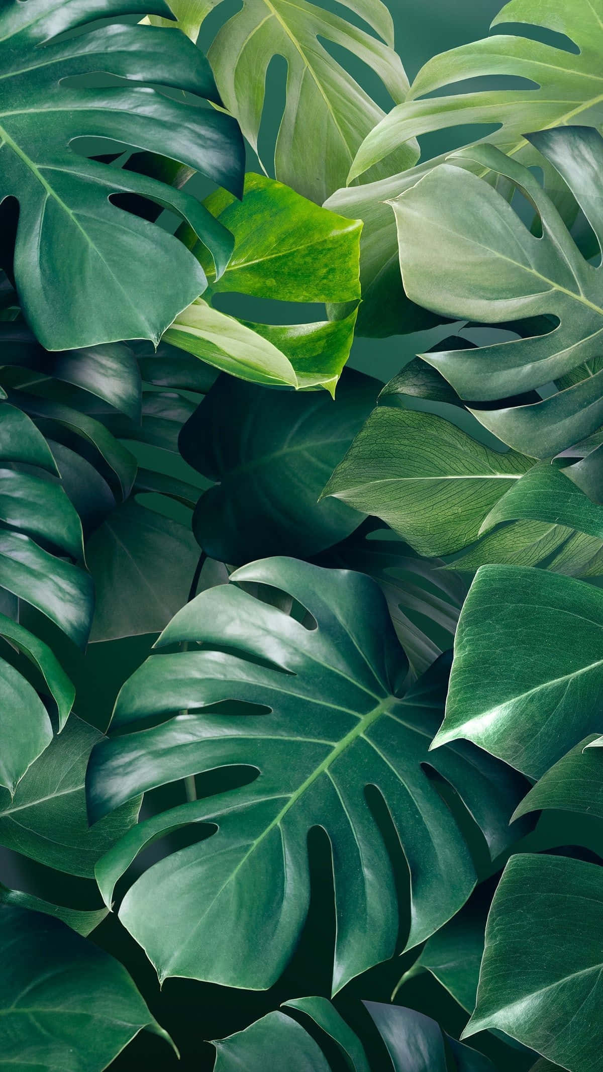 The Serene Nature, monstera leaves, vibrant green, Full HD Phone Wallpaper