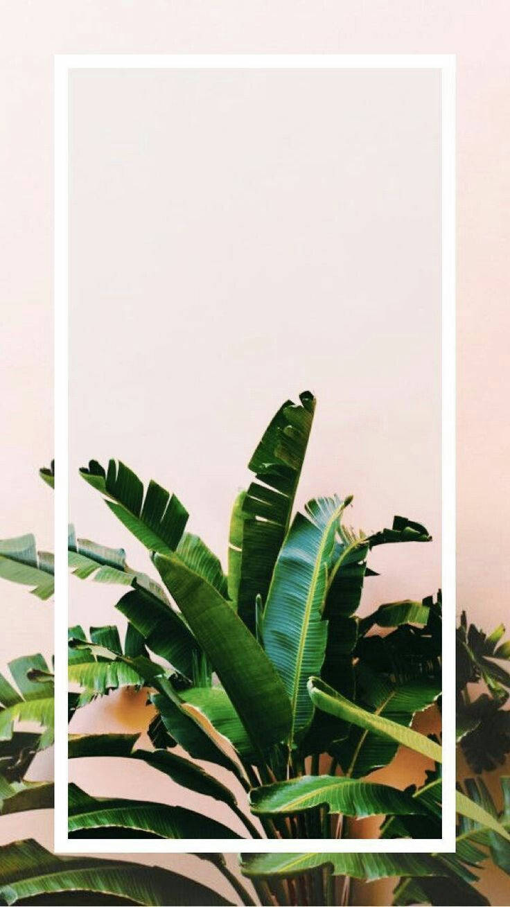 Plants iPhone, white border, tall green banana leaves, HD Phone Wallpaper