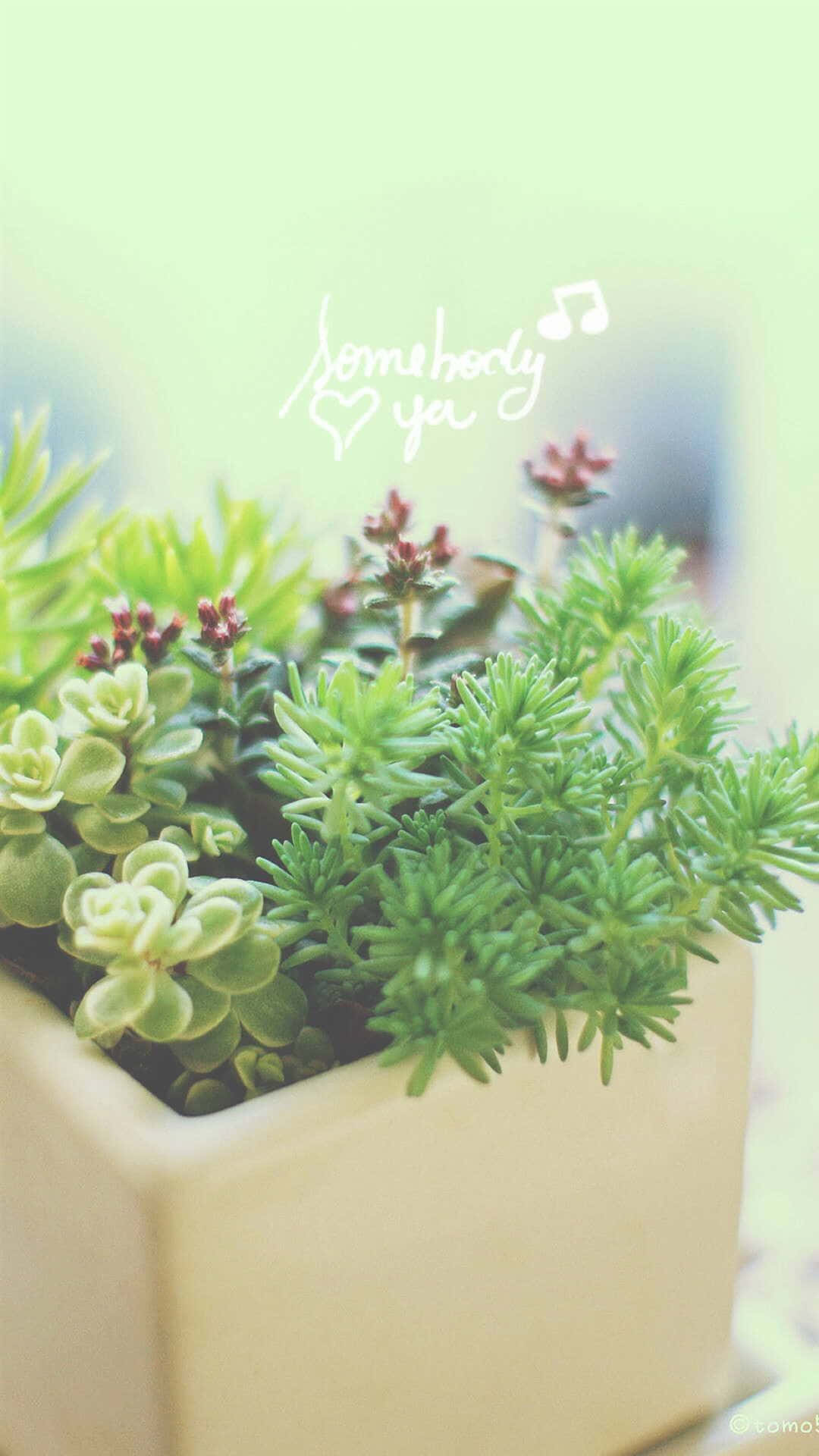 green plant aesthetic, succulents, cream pot, Full HD Phone Wallpaper