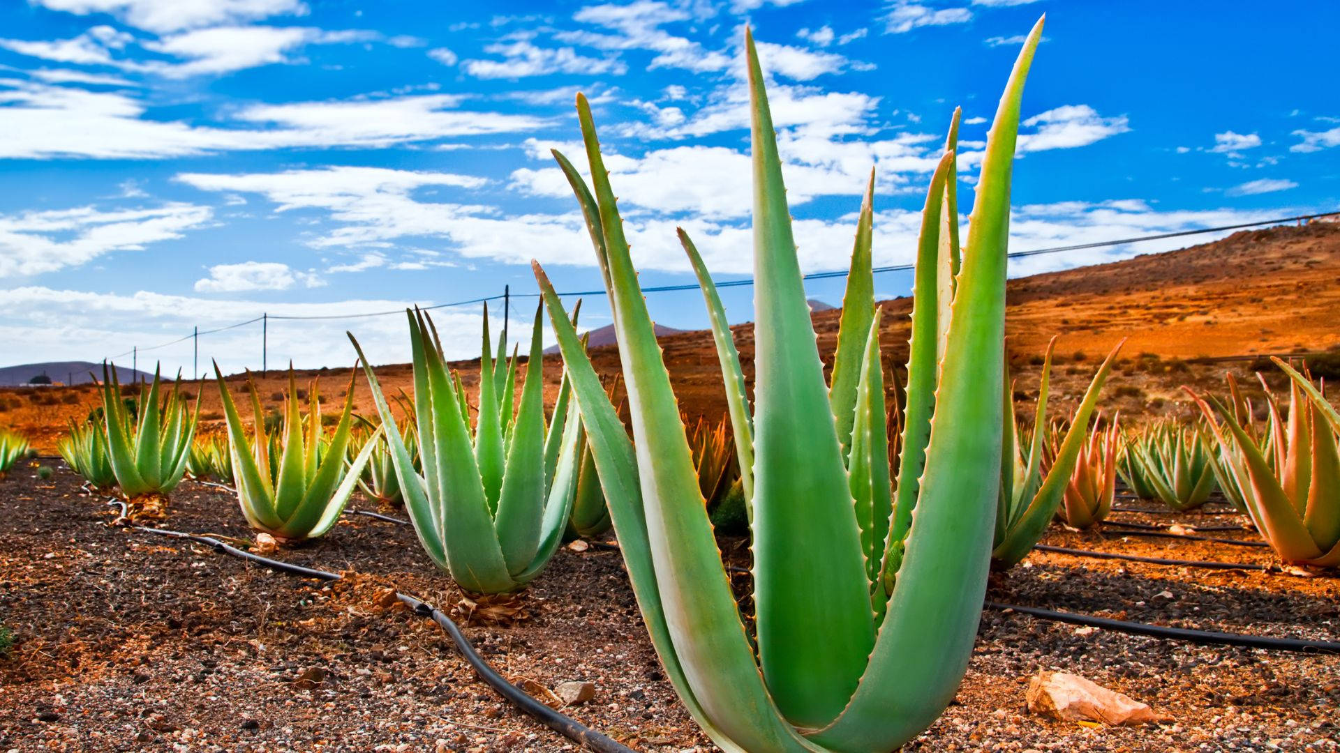 aloe vera farm, vibrant green aloe vera plants, arid earth, Full HD Desktop Wallpaper