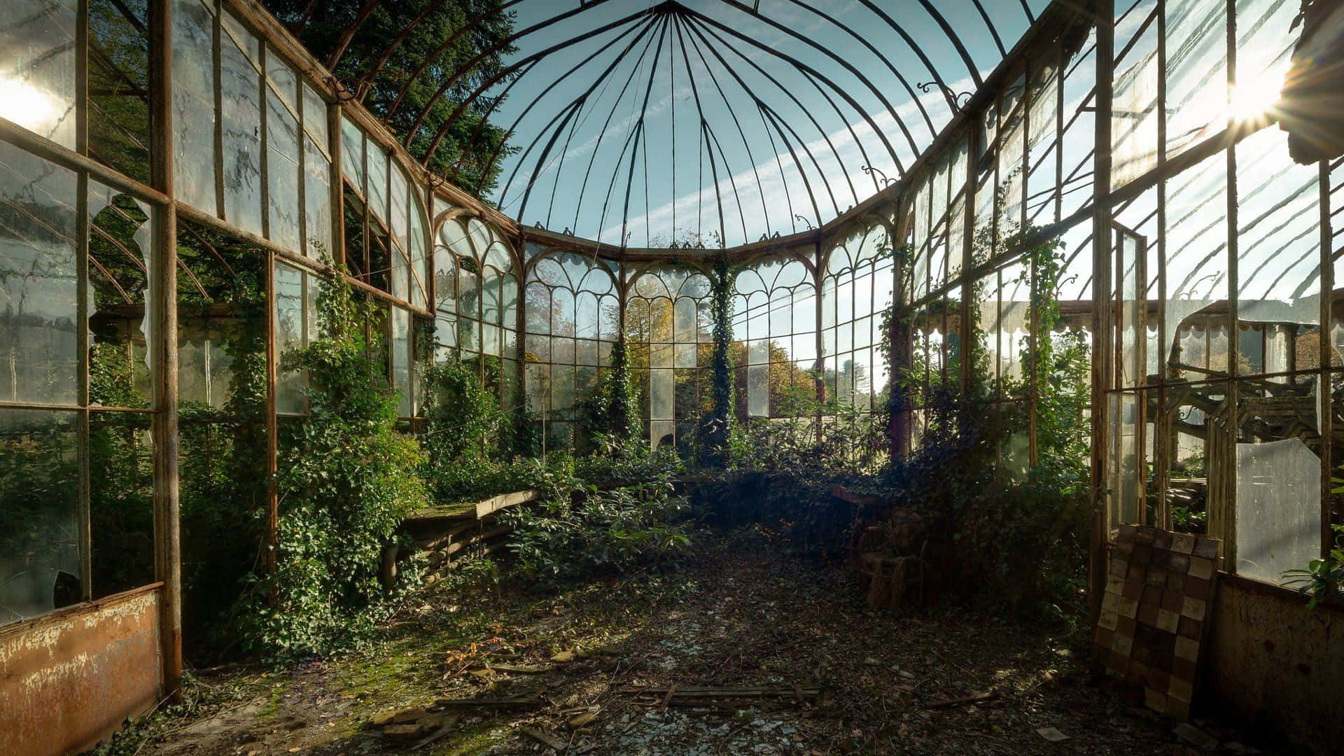 sunlight, broken glass panels, overgrown vines, Full HD Desktop Wallpaper