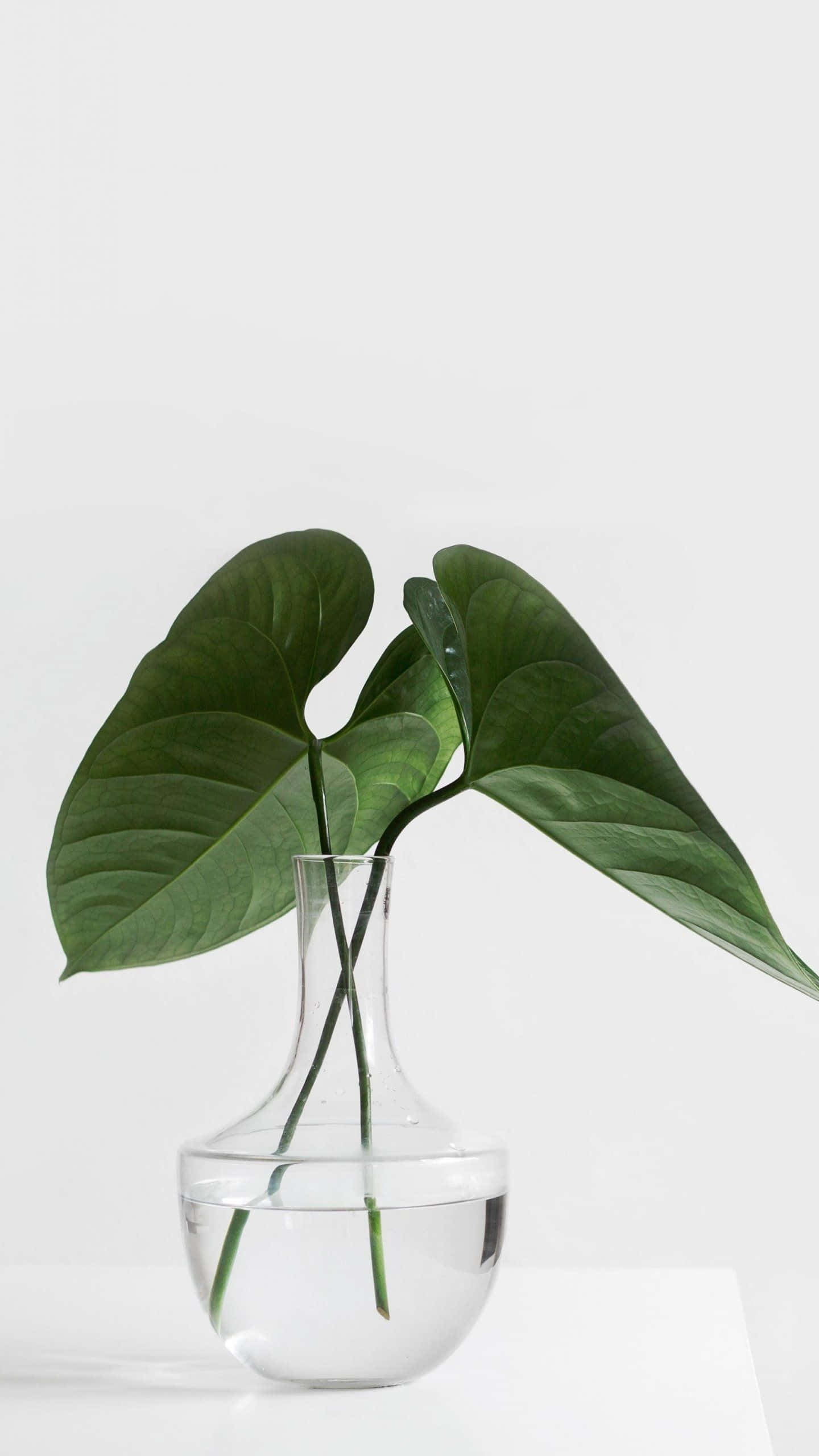 green philodendron plant, glossy leaves, clear glass vase, 2K Phone Wallpaper