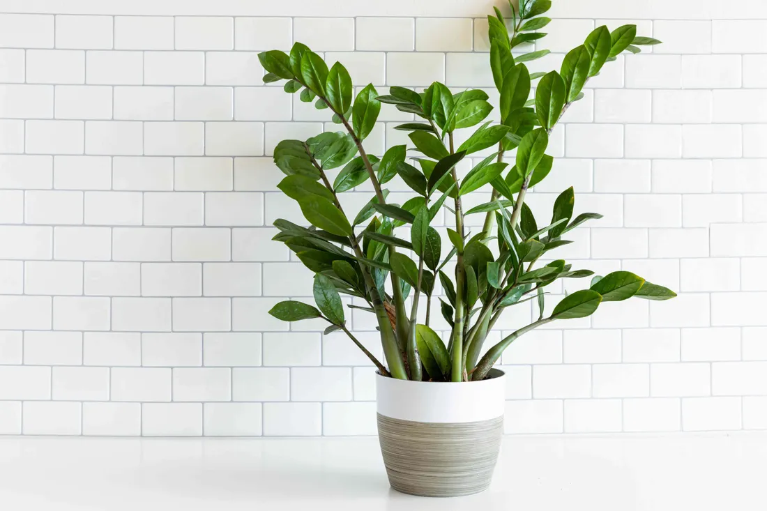 Green Plant