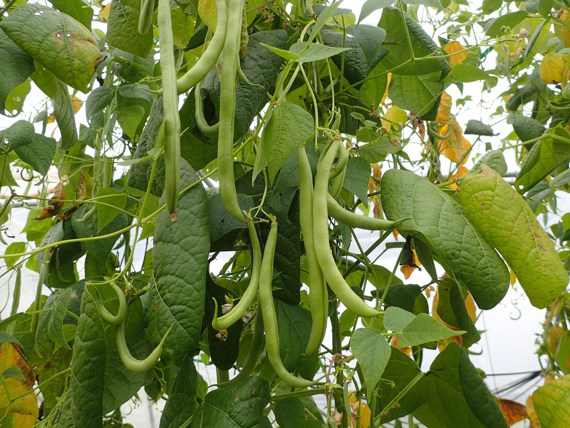 green beans bush plant, lush vines, broad leaves, Full HD Desktop Wallpaper