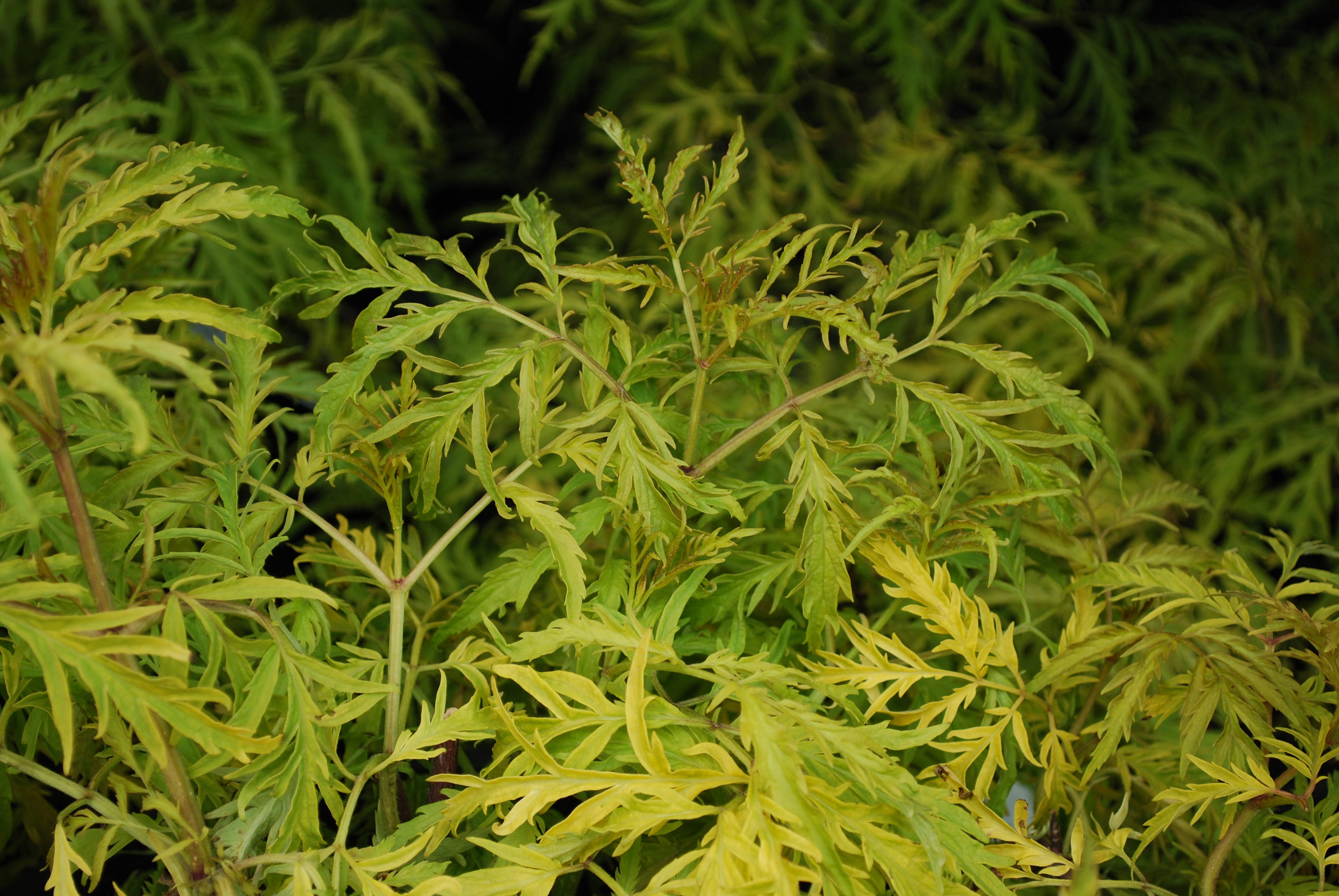 bright green plant, vibrant yellow-green foliage, delicate serrated leaves, 4K Desktop Wallpaper