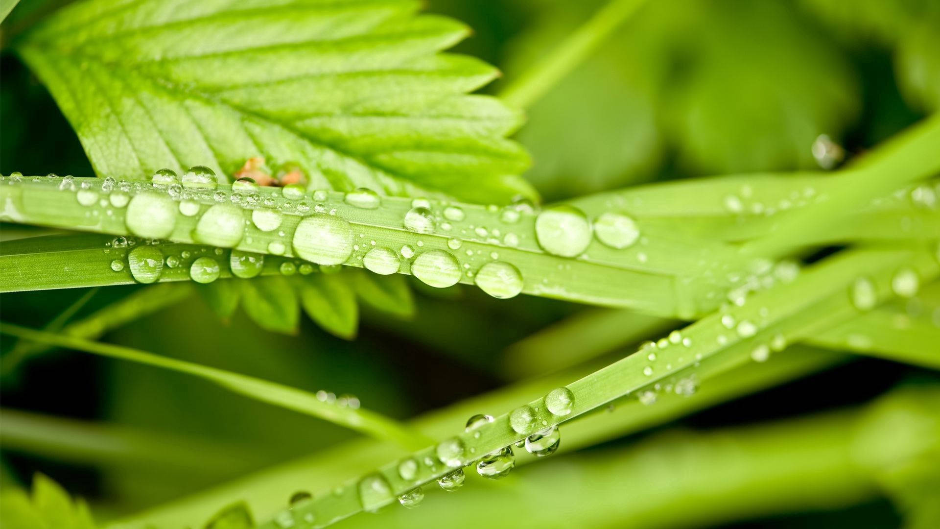 green herbs plant, vibrant green grass blades, dewdrops, Full HD Desktop Wallpaper