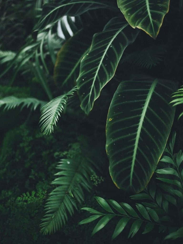 Green Plant, tropical foliage, large veined leaves, SD Phone Wallpaper