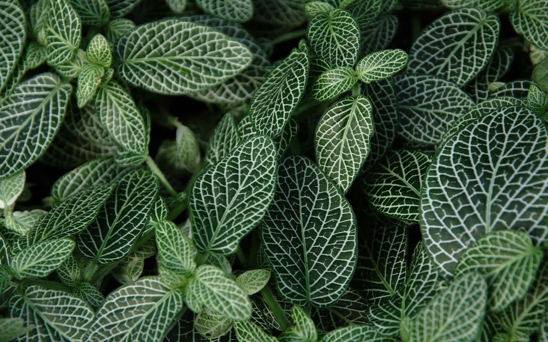 plant, green leaves, white veining, Full HD Desktop Wallpaper