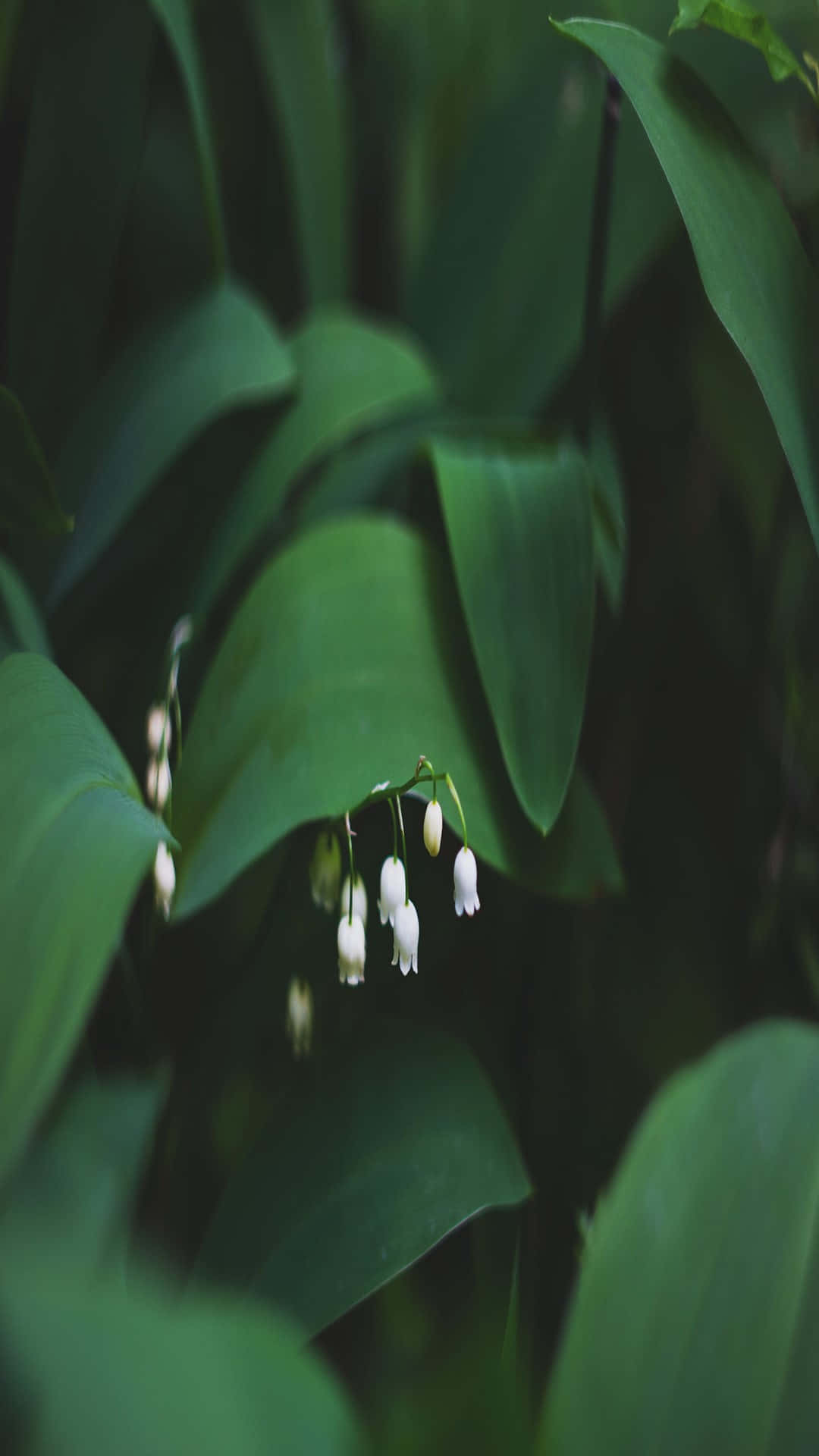 Lily of the Valley, white bell-shaped flowers, lush deep green leaves, Full HD Phone Wallpaper
