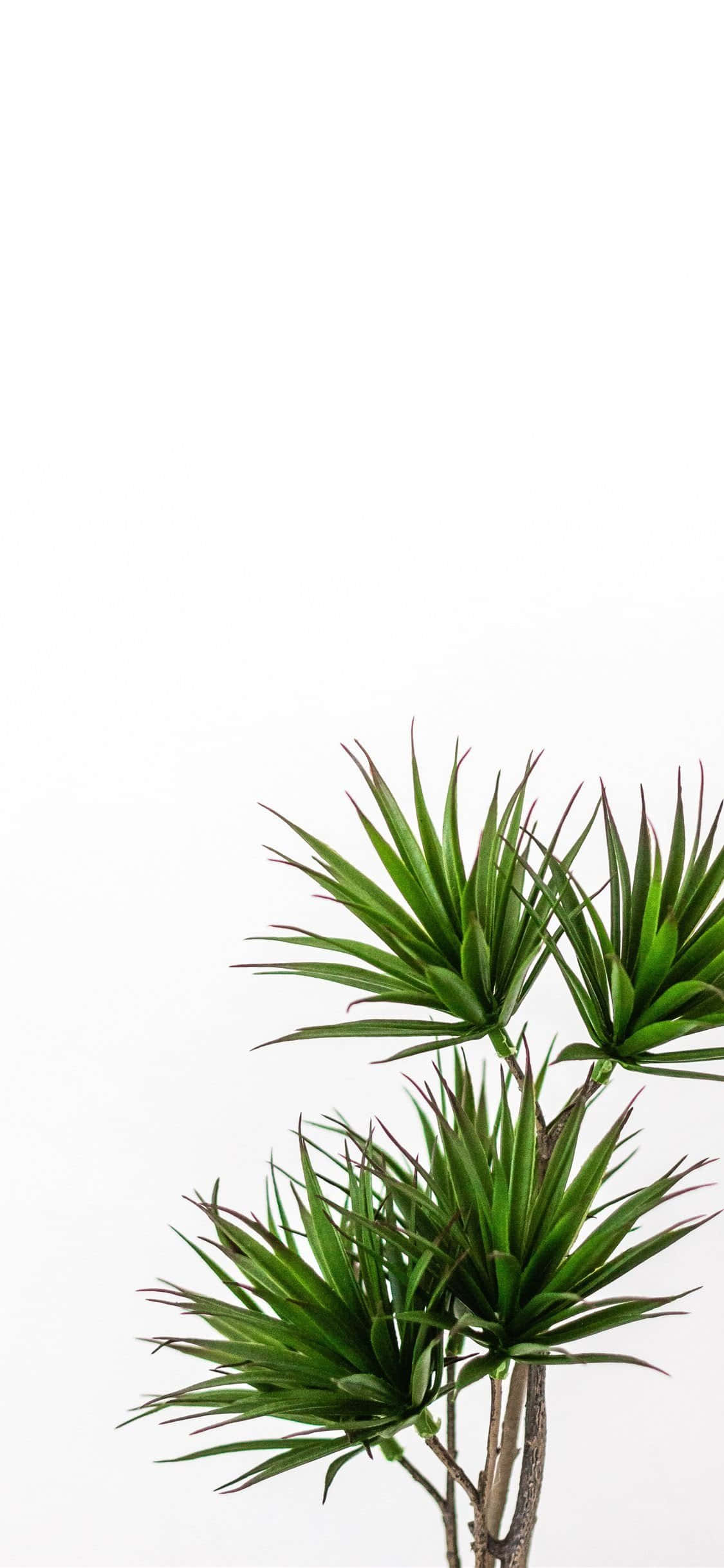 green yucca plant, spiky leaves, stark white background, Full HD Phone Wallpaper