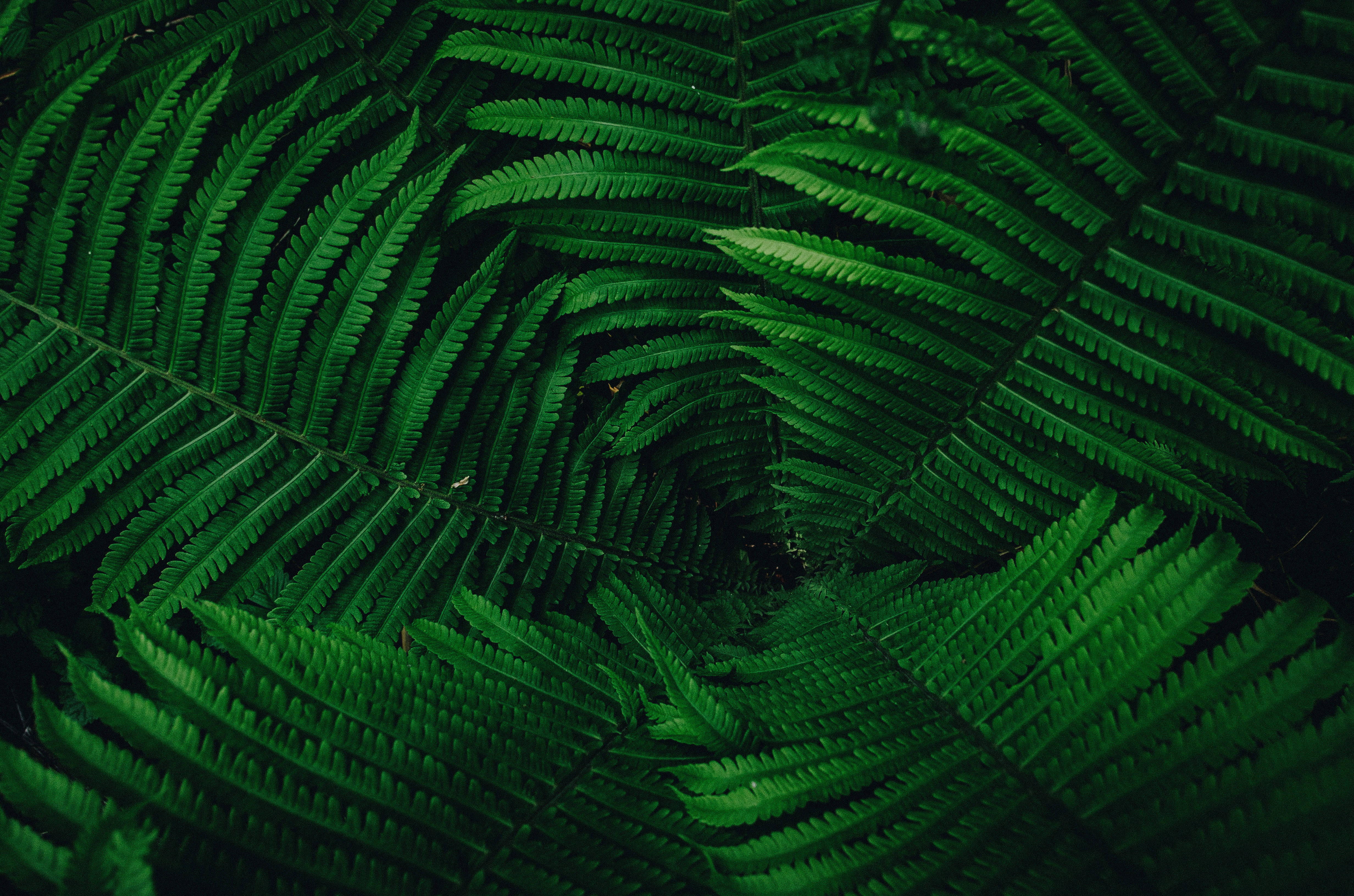 green plants, garden, ferns, 4K Desktop Wallpaper