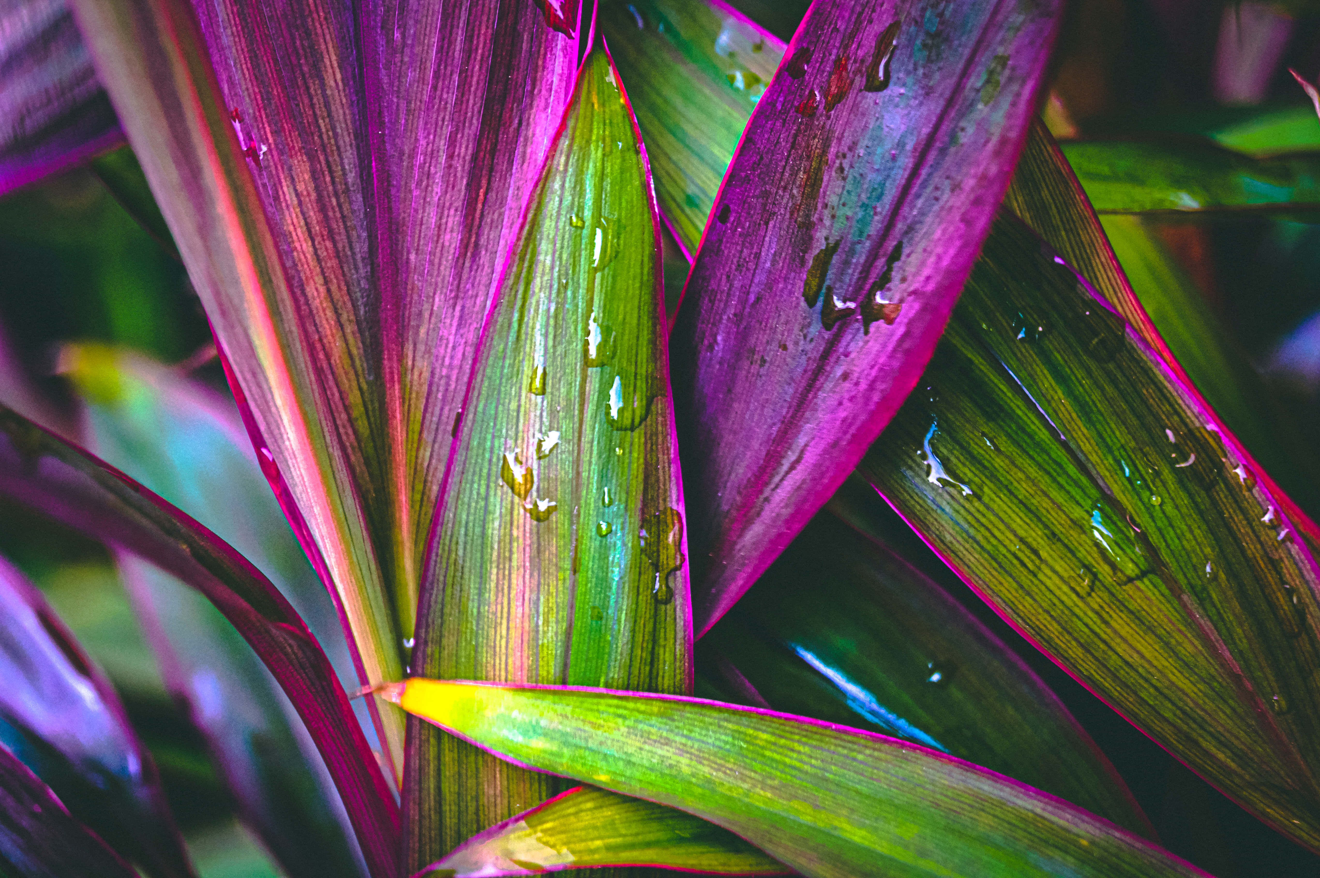 tropical leaves, vibrant purple, green, 5K Desktop Wallpaper