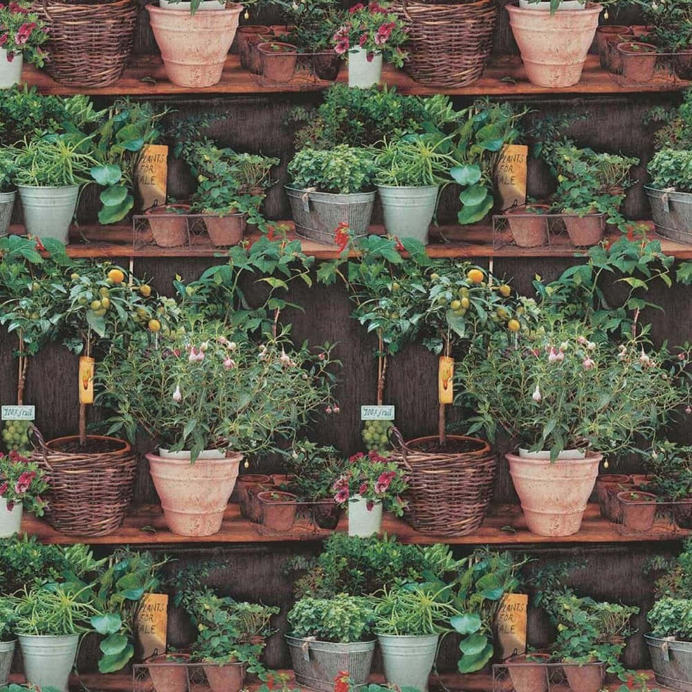 herb garden, wicker baskets, terracotta pots, SD Desktop Wallpaper