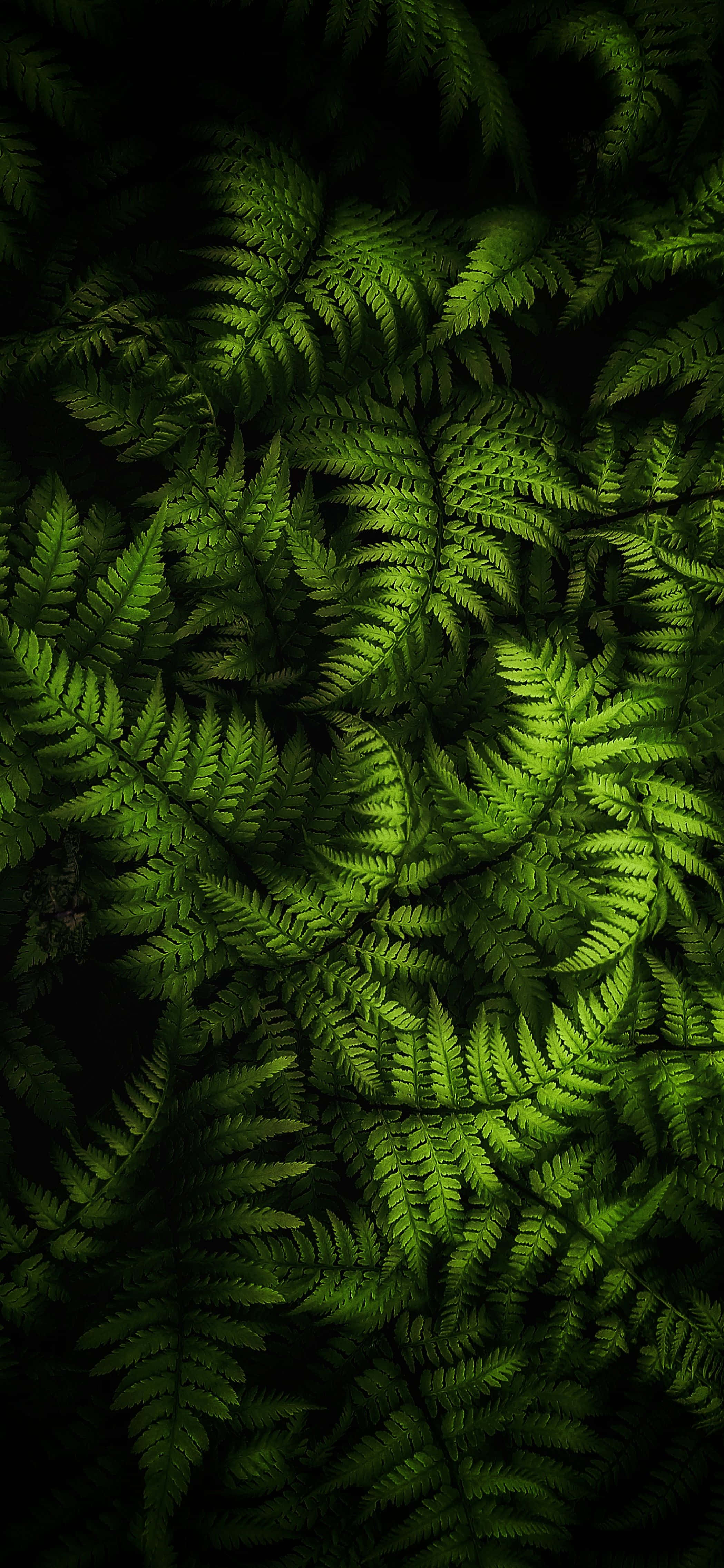 fern leaves, dark background, lush forest floor, 4K Phone Wallpaper