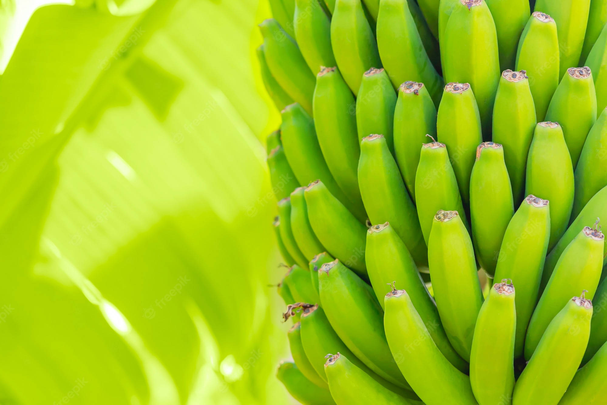 Plantain, Light Green, unripe green bananas, Full HD Desktop Wallpaper