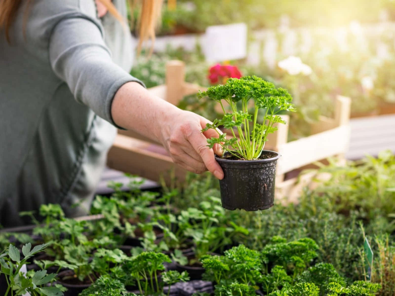 herb garden, parsley plant, green seedlings, HD Desktop Wallpaper