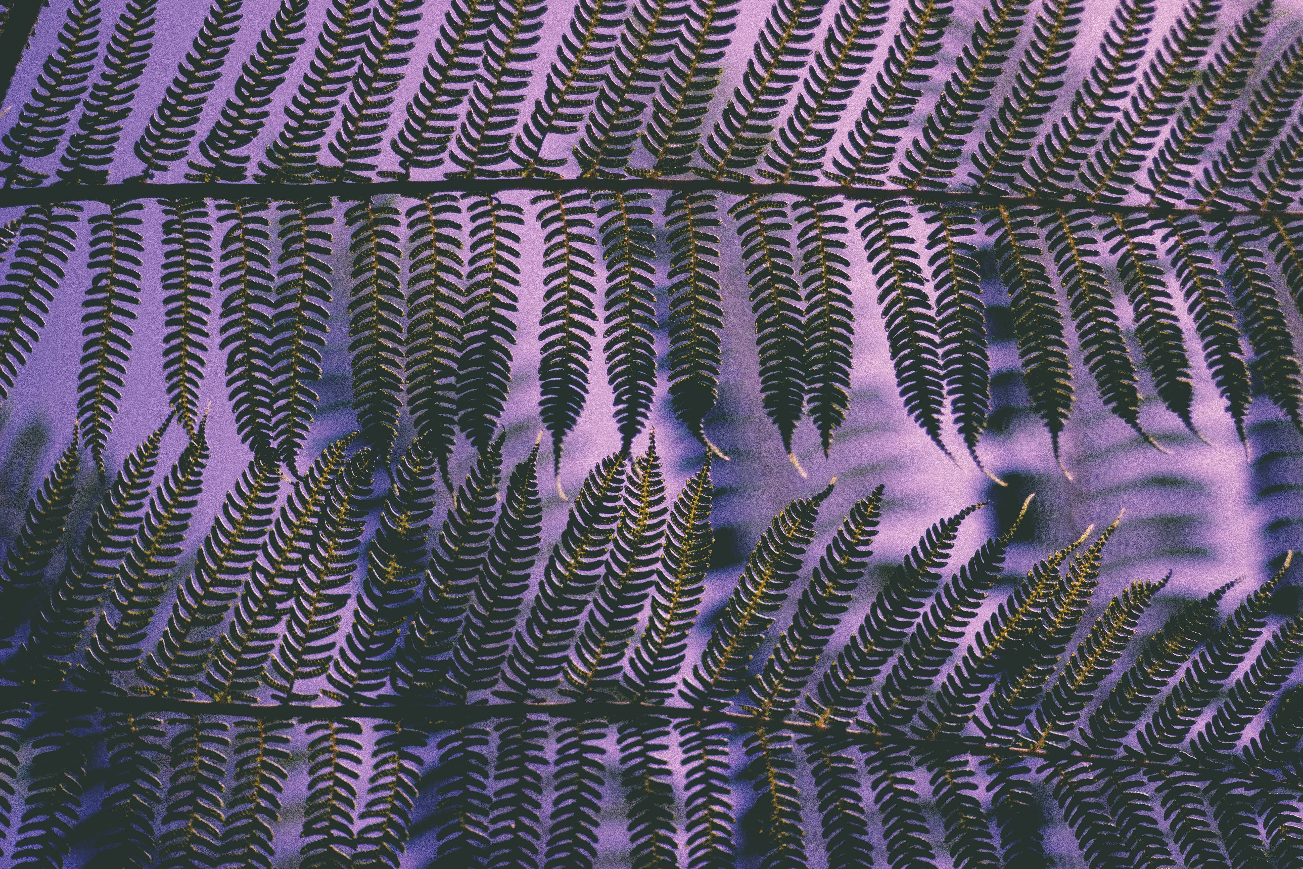 dark fern fronds, golden veins, soft purple background, 5K Desktop Wallpaper