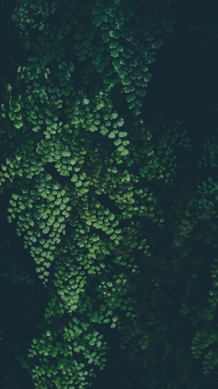 green leaves, dark background, lush green fern fronds, HD Phone Wallpaper