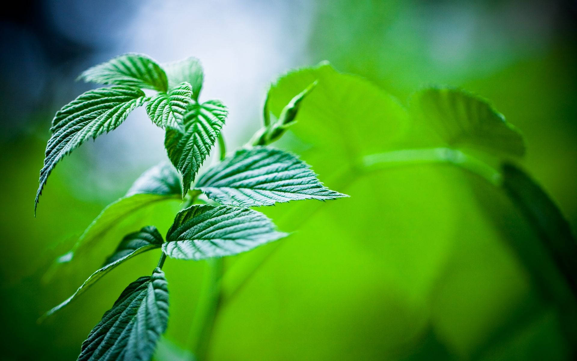 mint green, raspberry leaves, detailed veins, Full HD Desktop Wallpaper