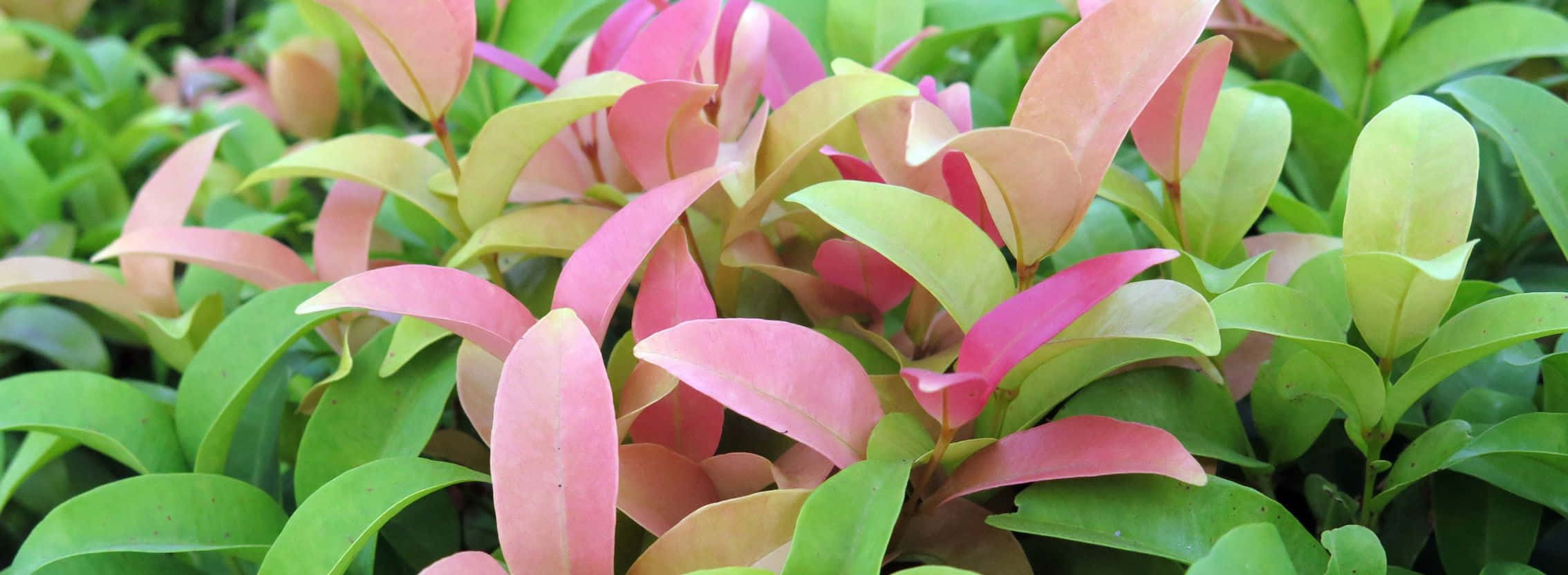 pink, green, leaves, Full HD Desktop Wallpaper