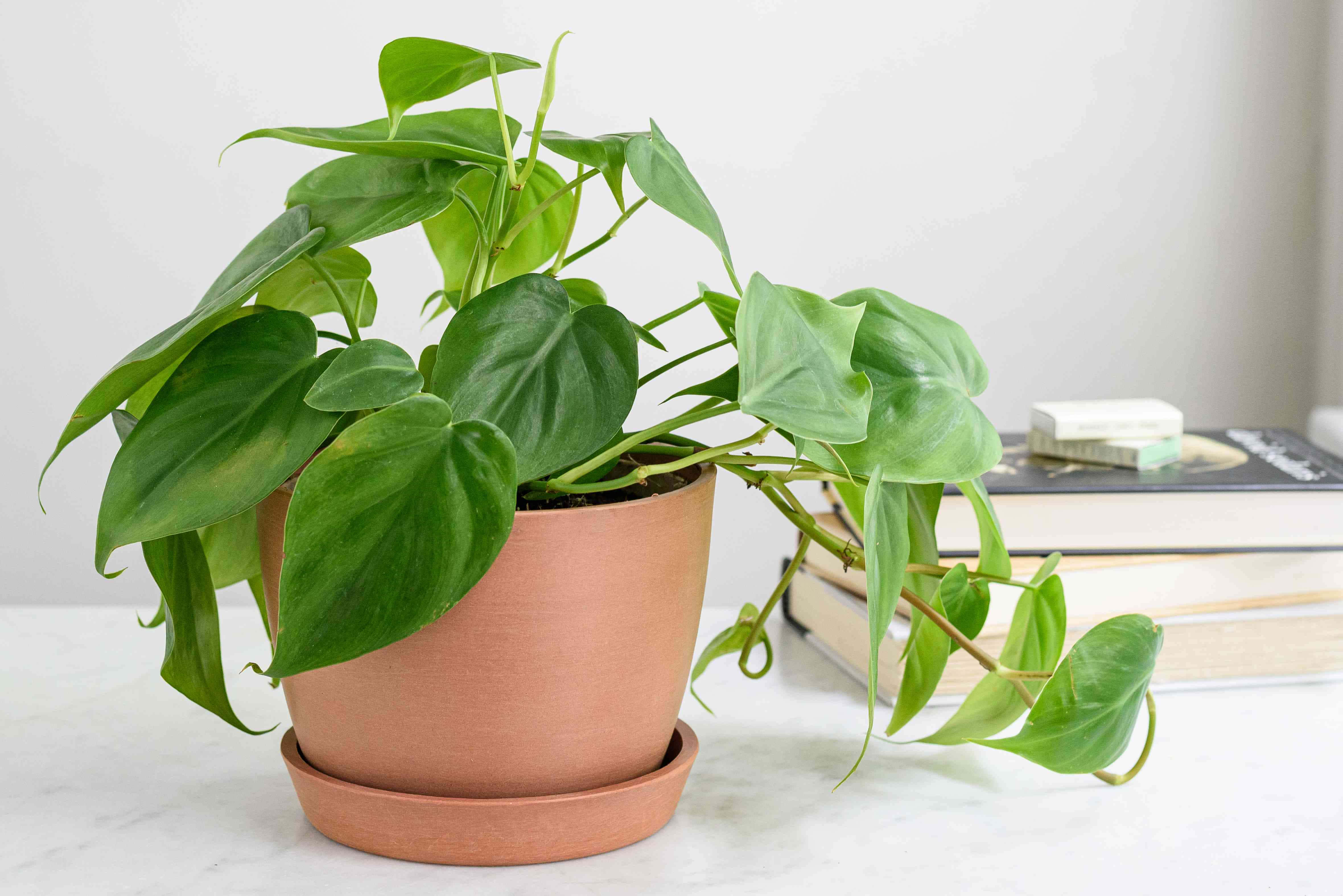 philodendron, terracotta pot, white marble surface, 4K Desktop Wallpaper