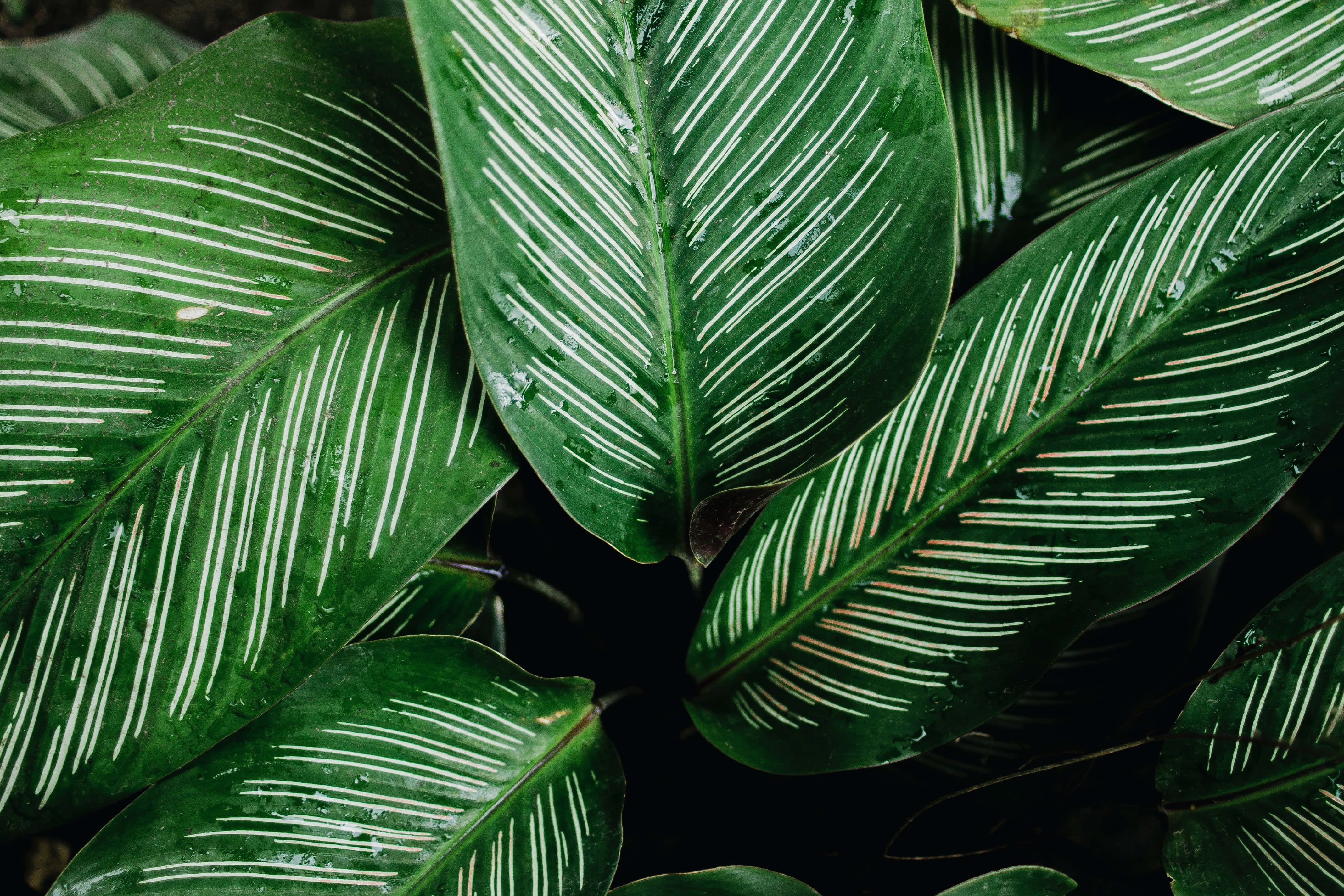 green plant, glossy green leaves, white veins, 4K Desktop Wallpaper
