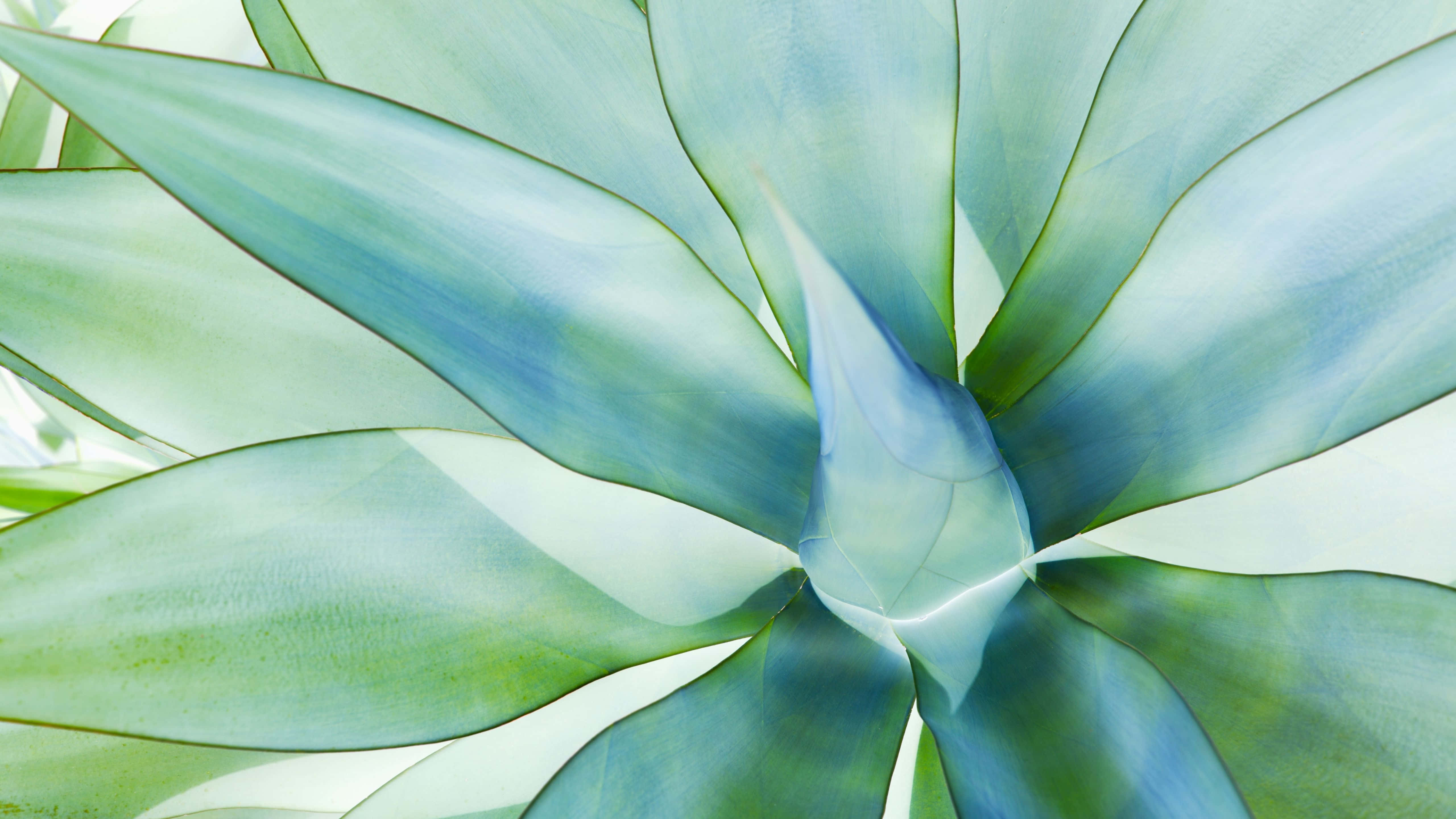 succulent plant, translucent blue-green leaves, central point, 5K Desktop Wallpaper