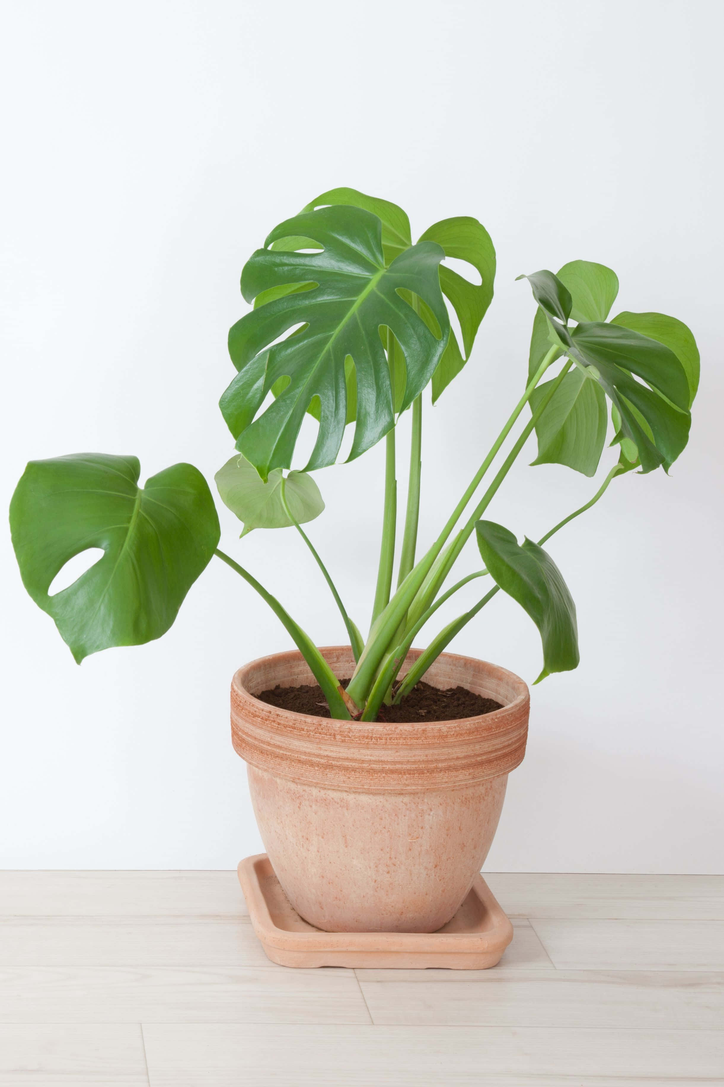 monstera, fenestrated leaves, terracotta pot, 2K Phone Wallpaper