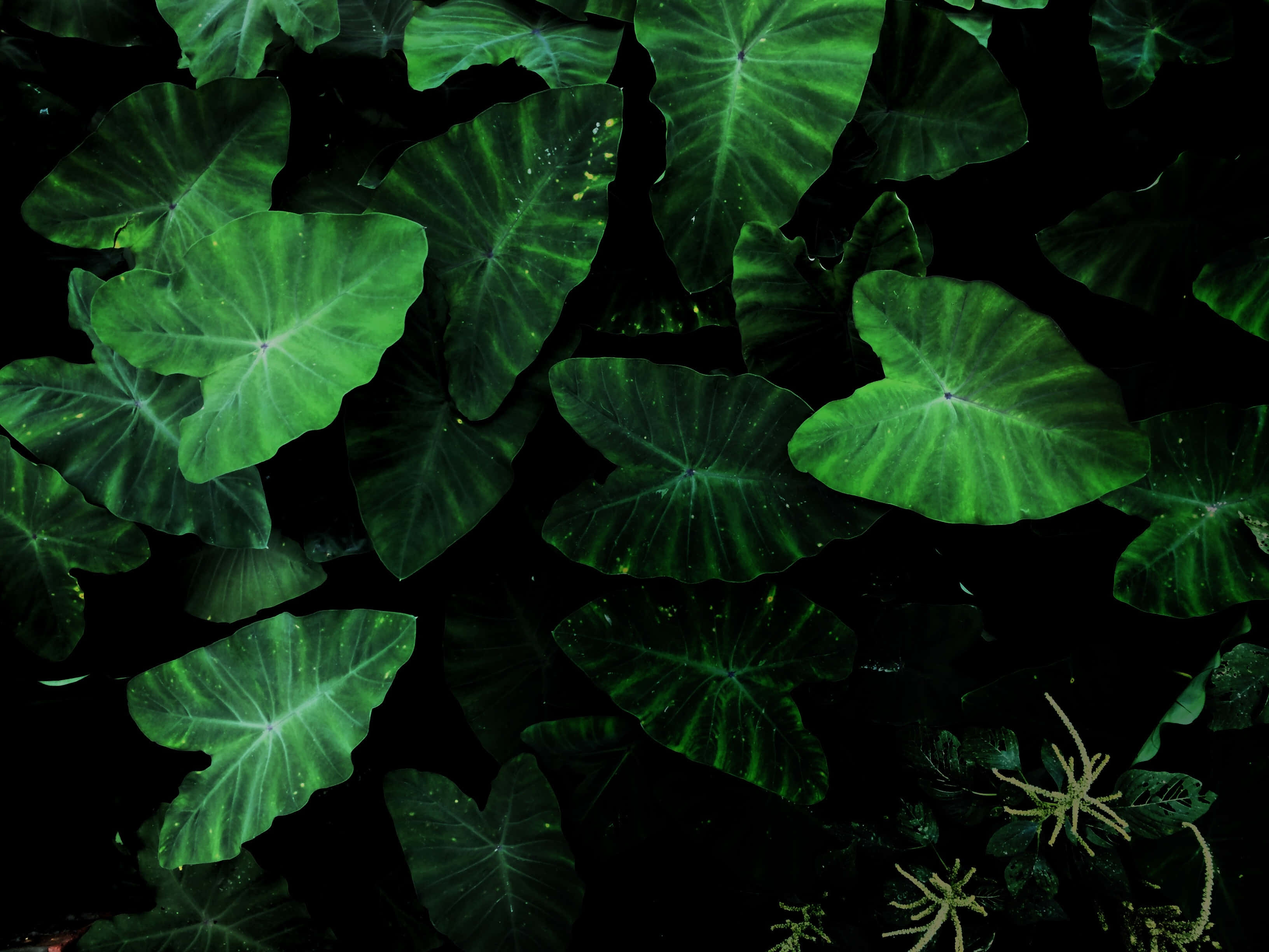 taro leaves, intricate veins, deep black background, 2K Desktop Wallpaper