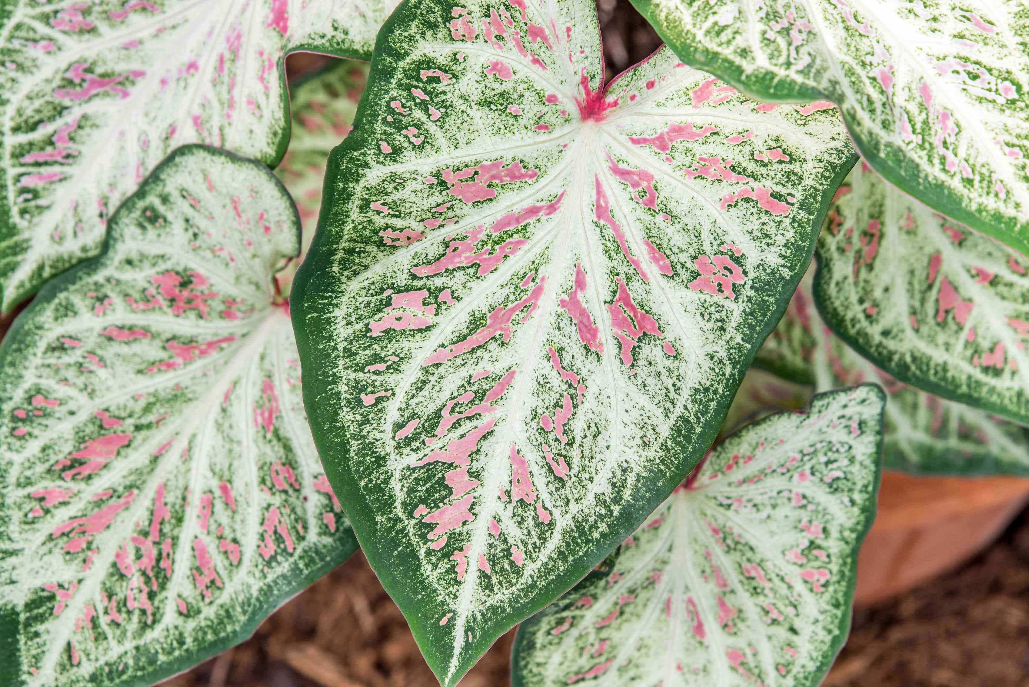 caladium, vibrant green, white, 2K Desktop Wallpaper
