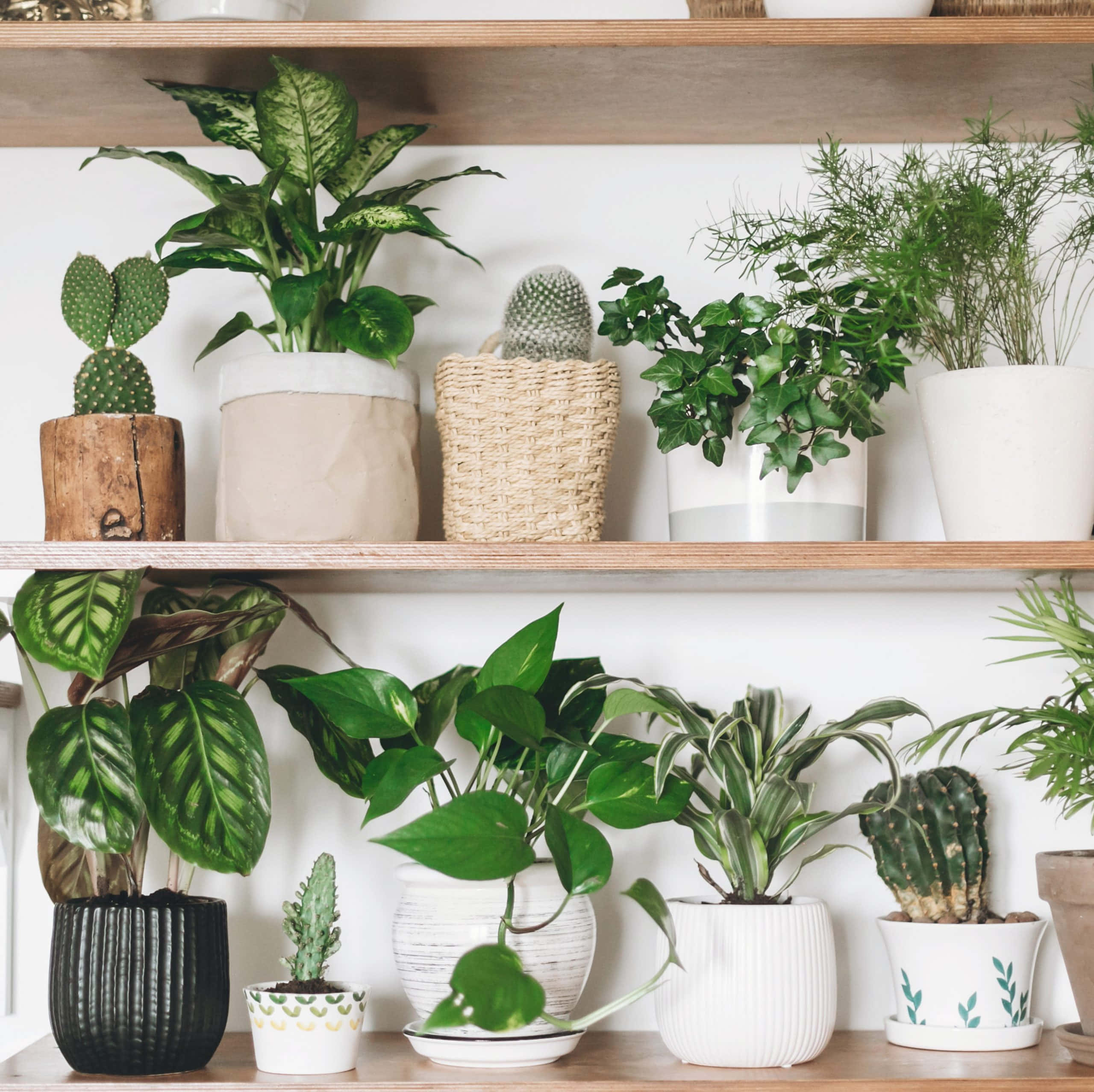 Green Plant, wooden shelves, potted houseplants, 2K Desktop Wallpaper