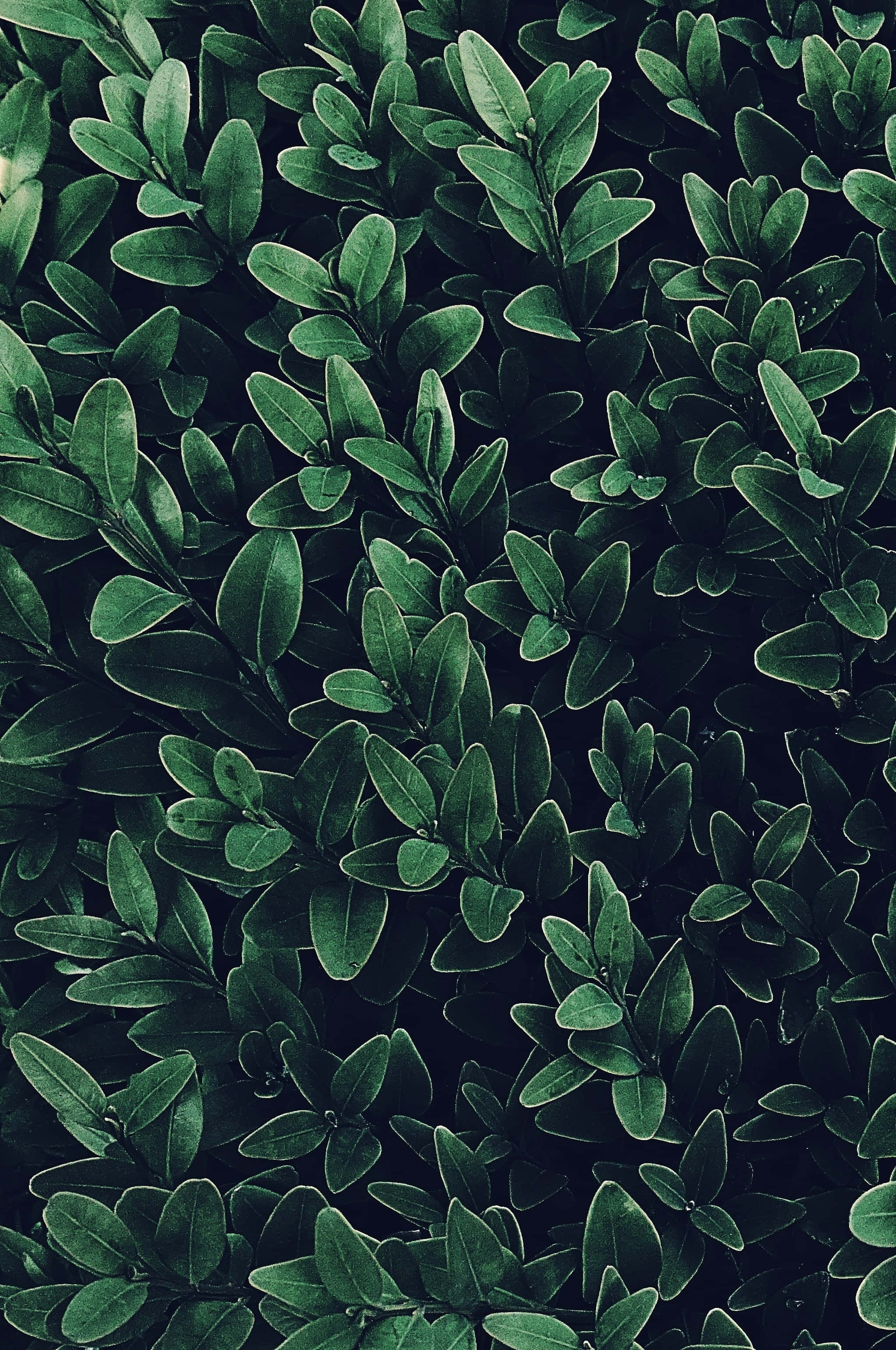green plant, dark green, boxwood, 2K Phone Wallpaper