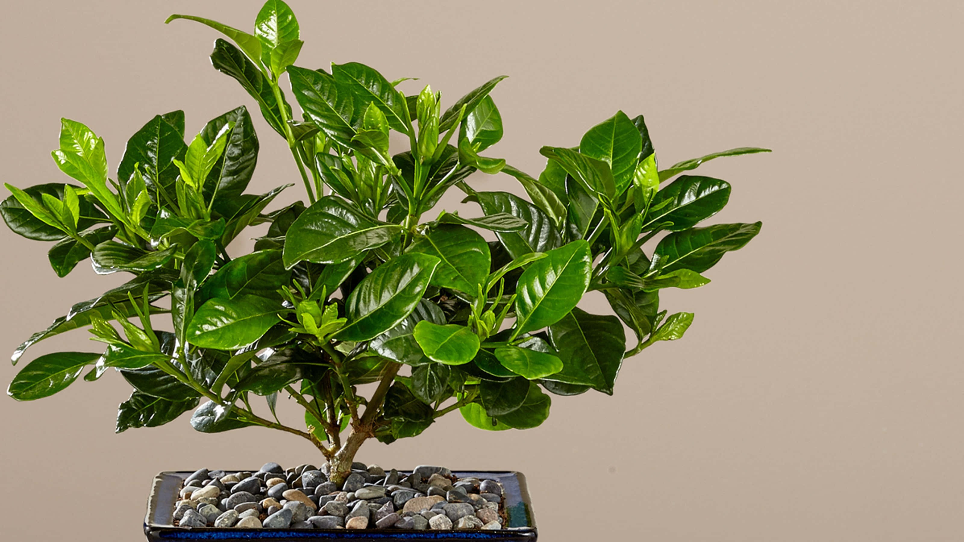Green Plant, bonsai tree, glossy leaves, 2K Desktop Wallpaper