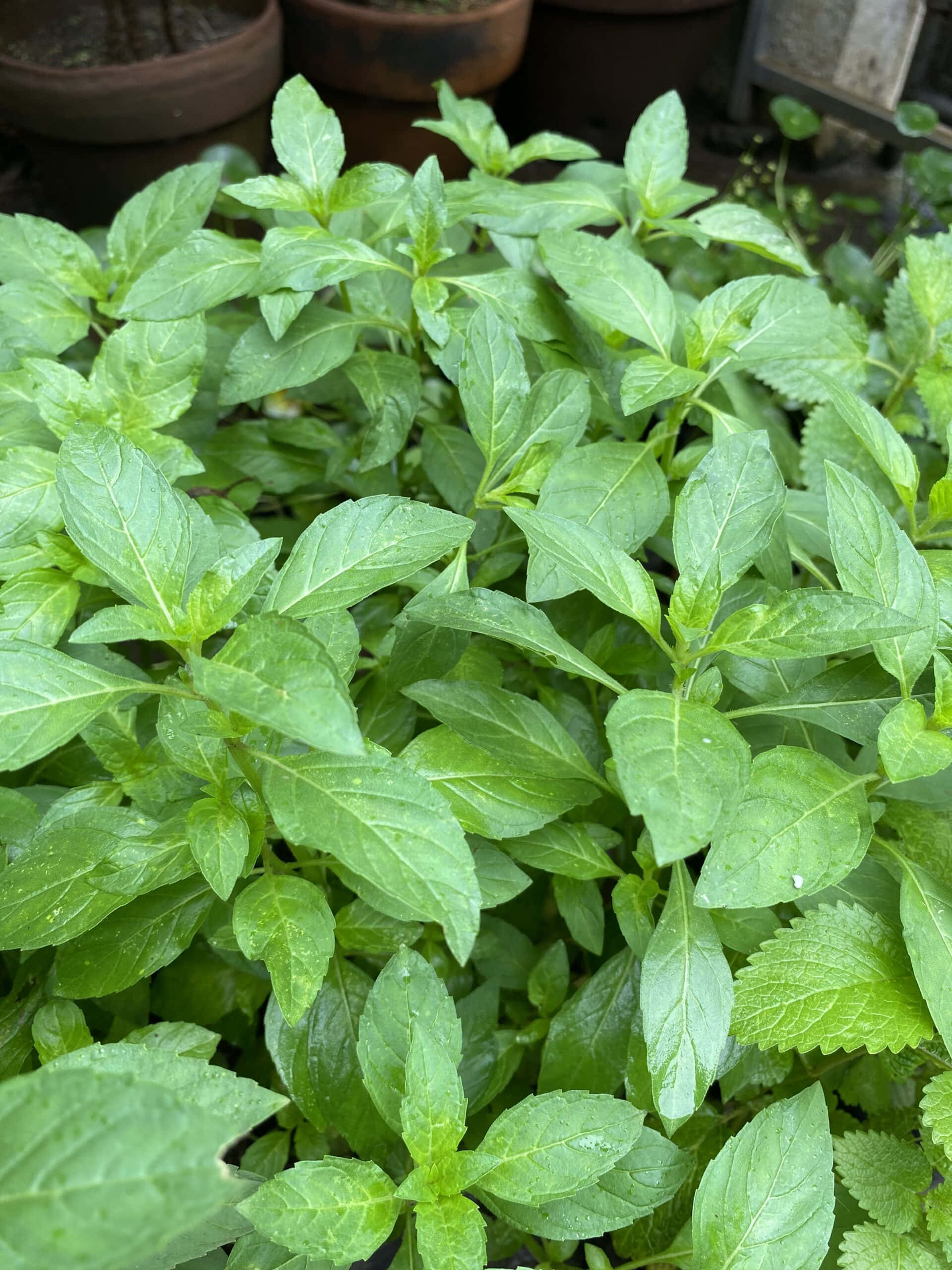green plant, basil leaves, lush garden bed, 2K Phone Wallpaper