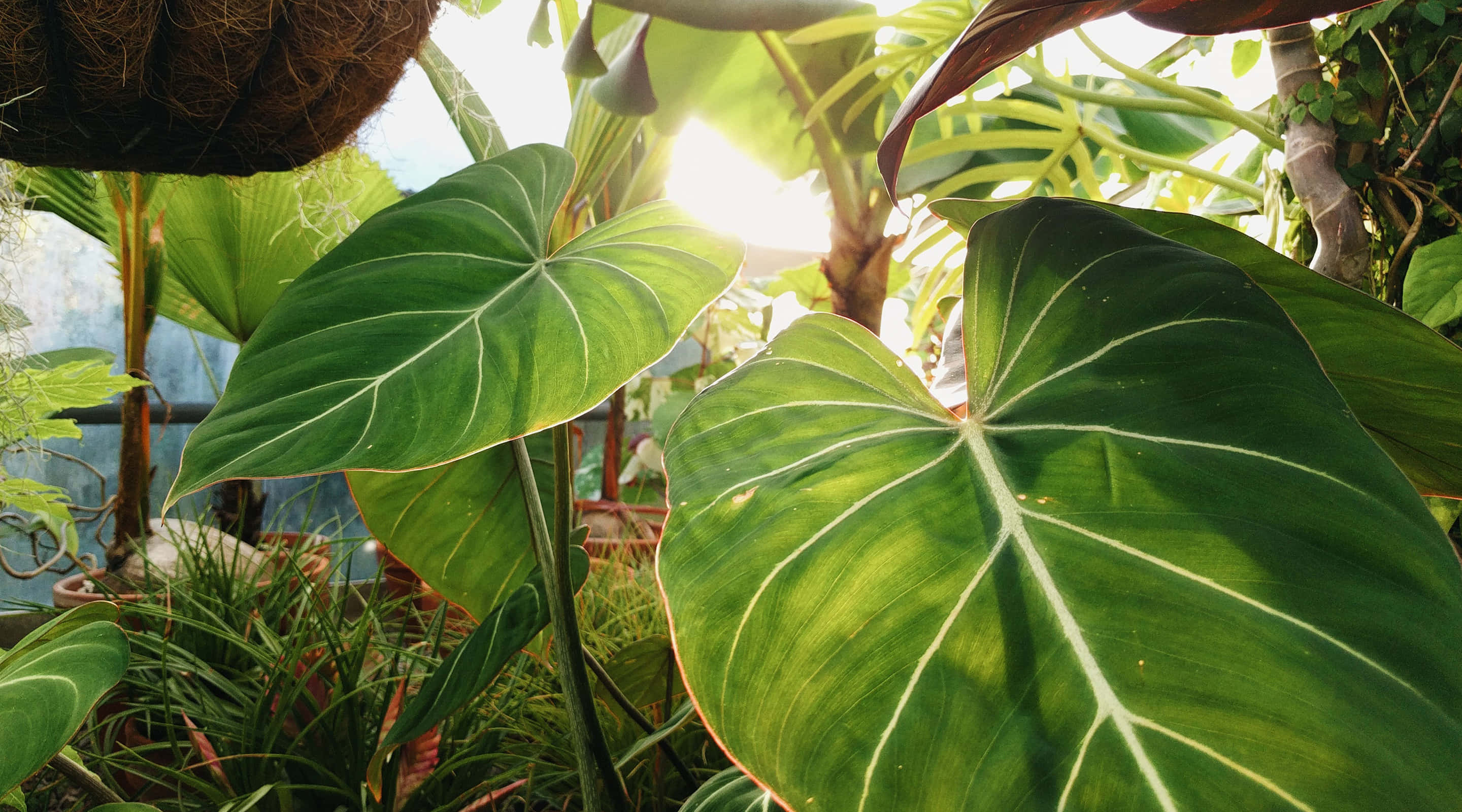 green plant, sunlight, glossy green tropical leaves, 2K Desktop Wallpaper