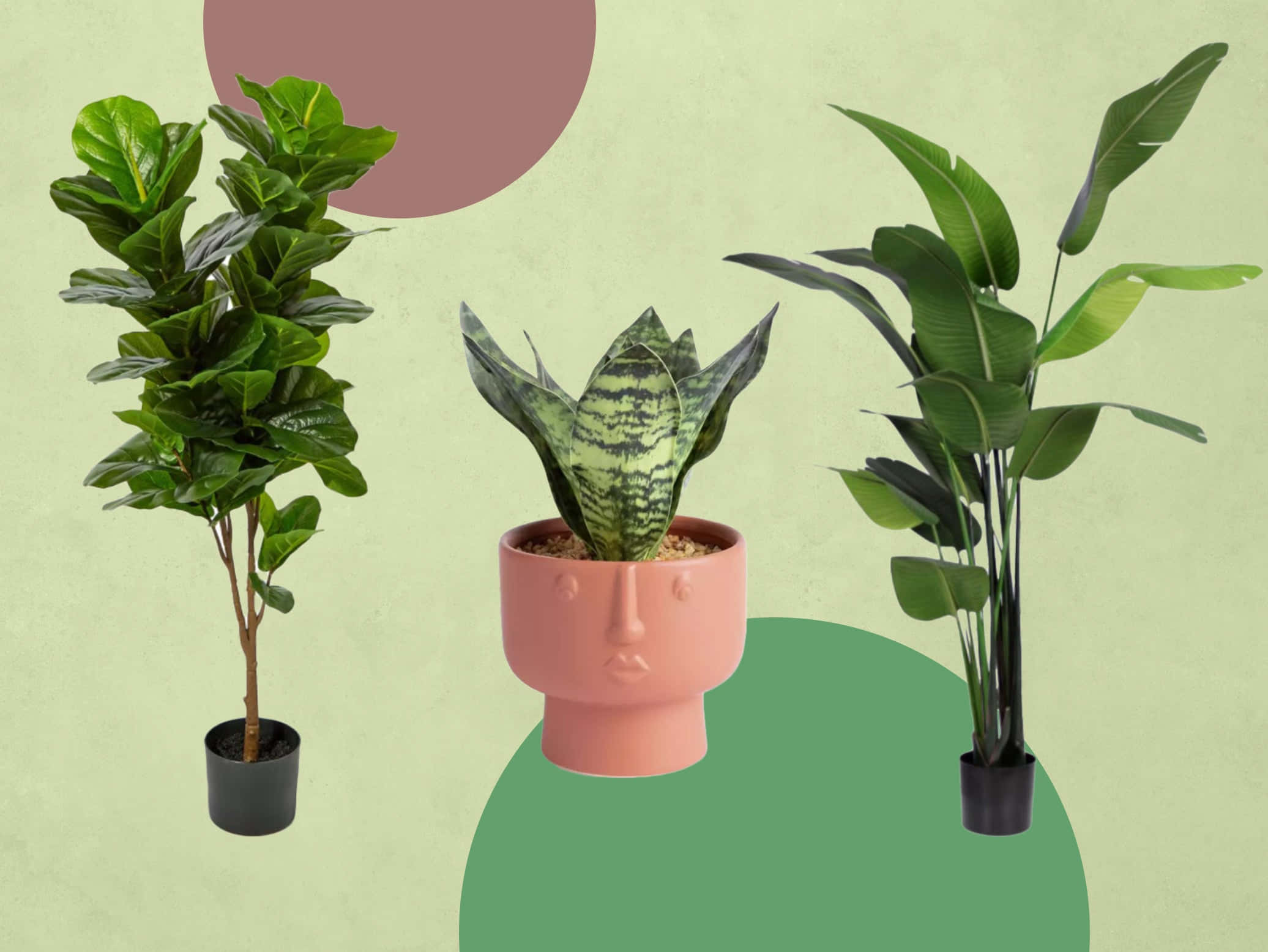 green plant, potted houseplants, pastel green background, Full HD Desktop Wallpaper