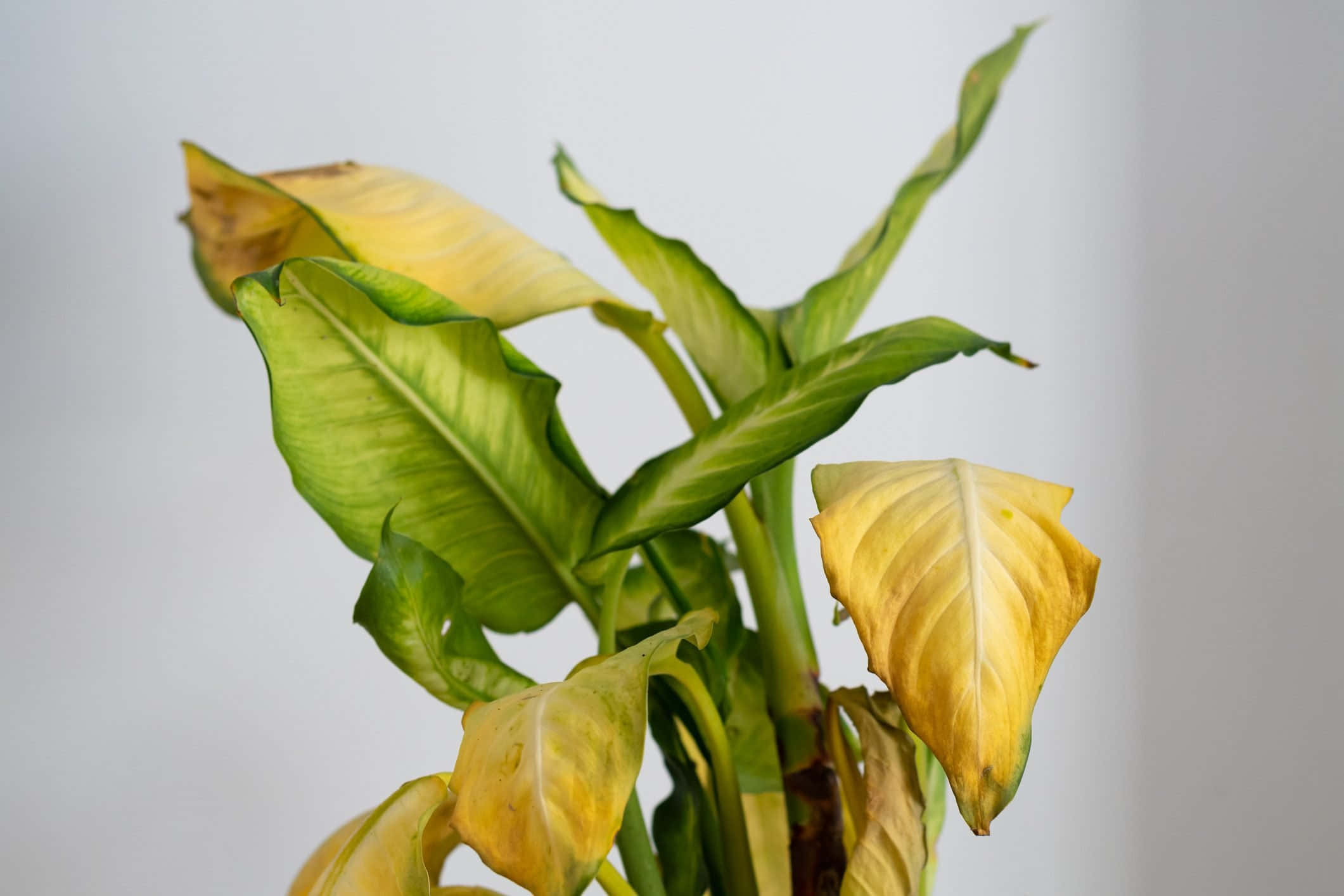 green plant, large leaves, yellowing edges, Full HD Desktop Wallpaper