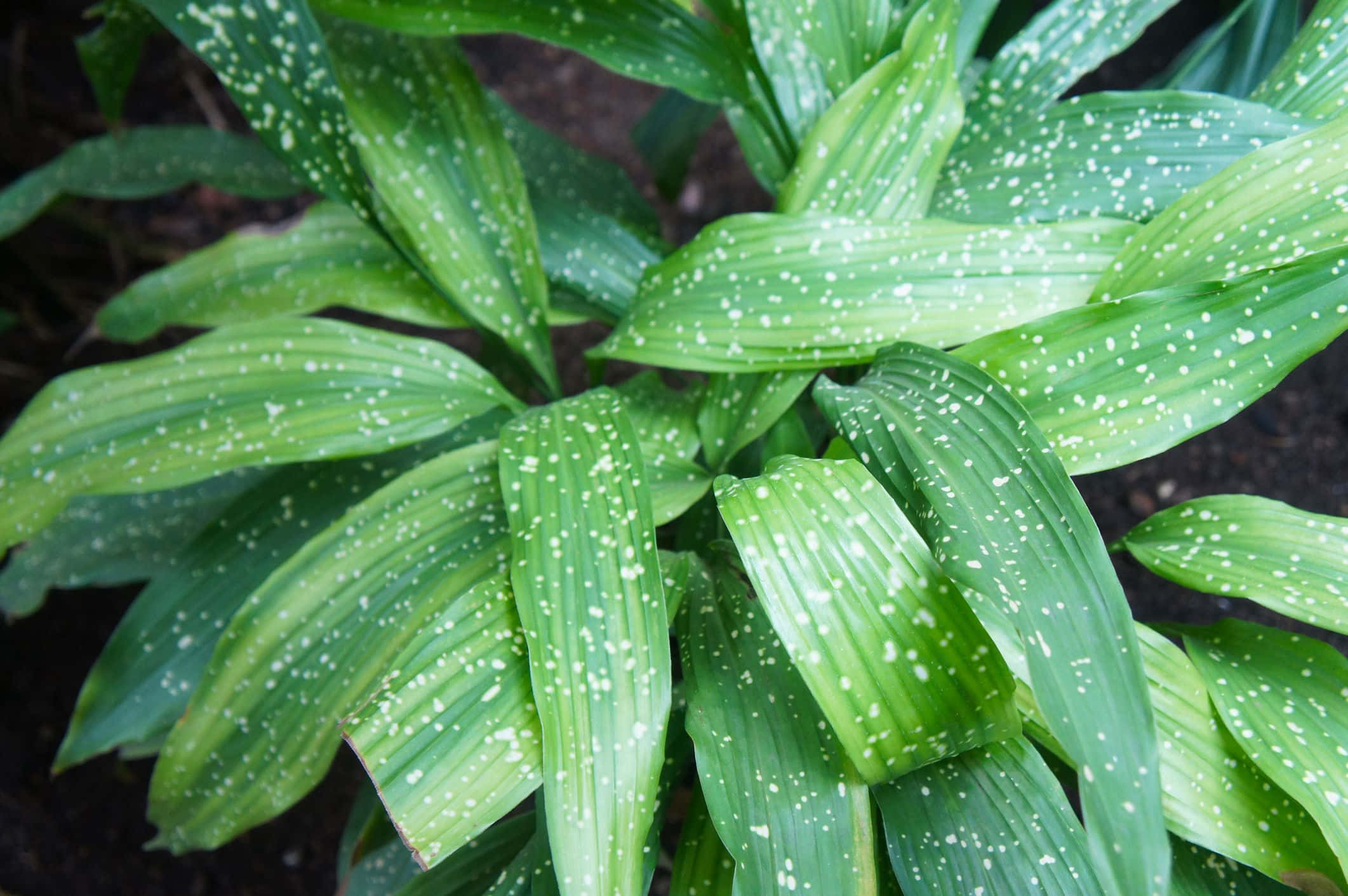 green plant, vibrant green leaves, white dots, Full HD Desktop Wallpaper